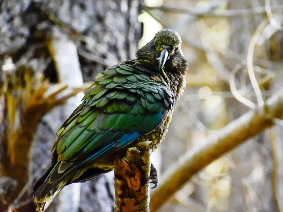 A colorful Kea bird with green, blue, and black feathers perched on a branch in a natural setting.