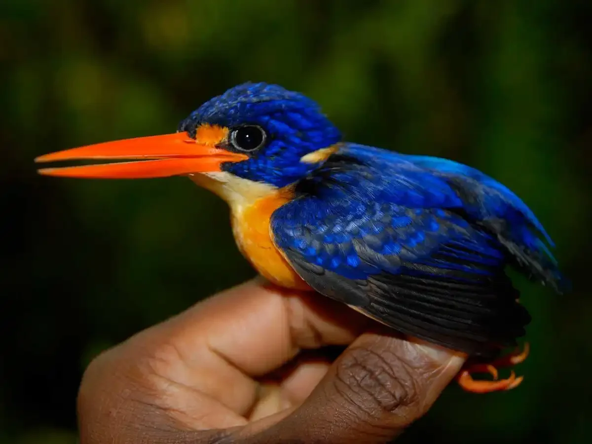 A brightly colored kingfisher bird with blue, orange, and yellow plumage, perched on a person's finger.