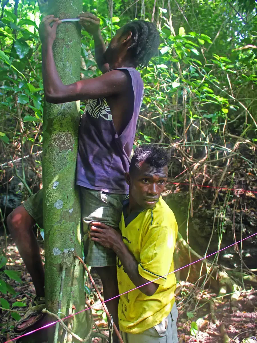 Two young men in a dense jungle — one climbing a tree and the other supporting from below — as they monitor the growth.