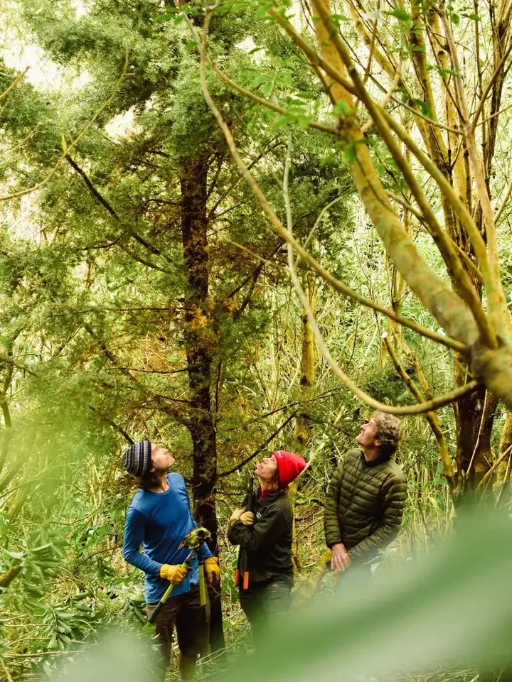 Three people in a dense forest, looking up at the trees. One person holds a tool, dressed in outdoor clothing and gloves, while the others wear jackets and hats.