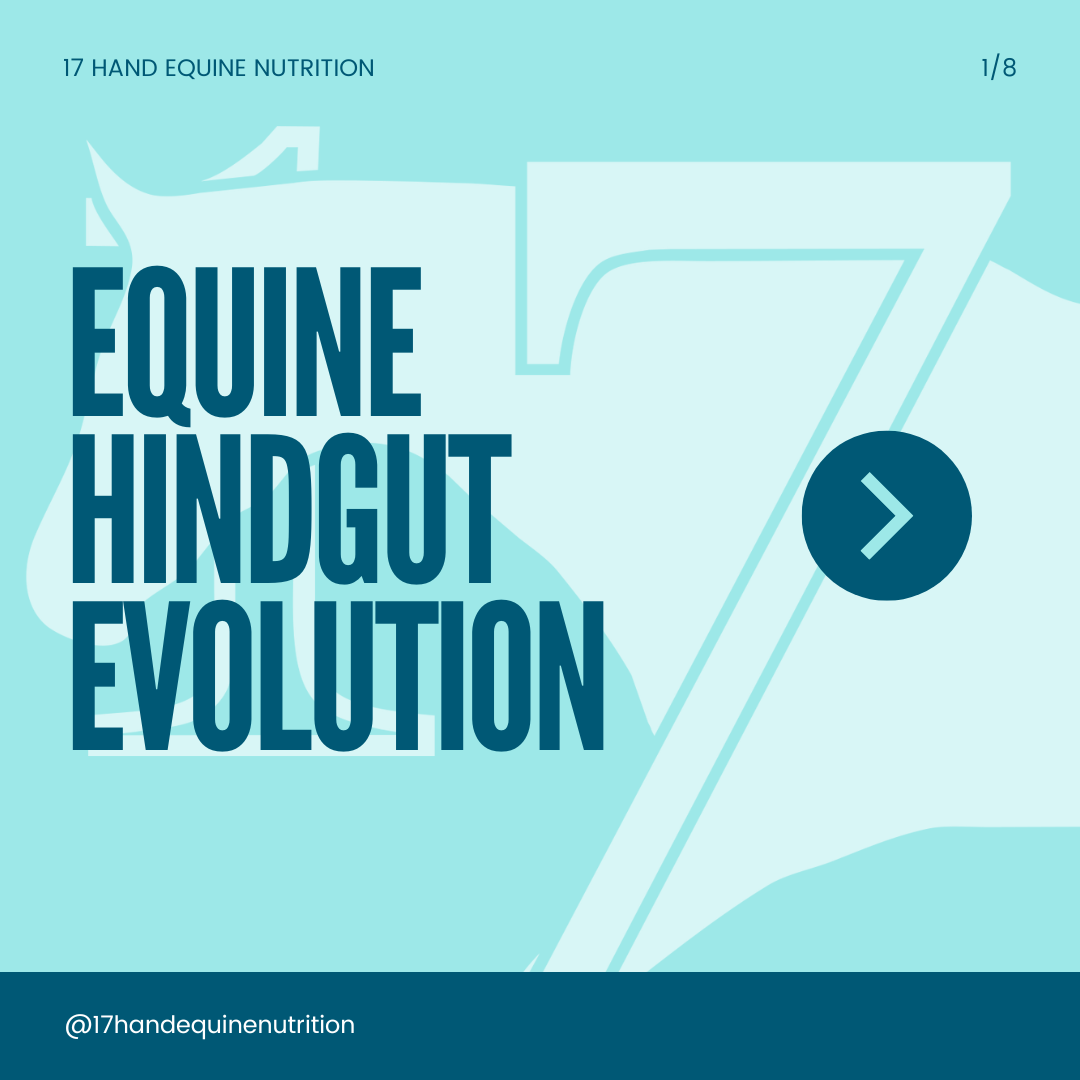The Equine Hindgut