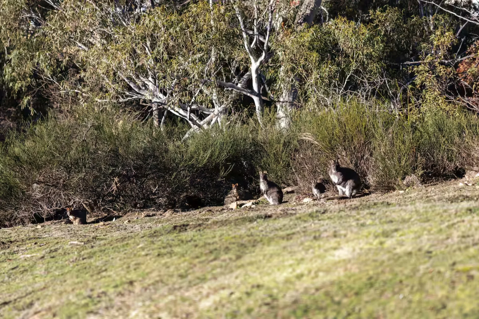 Wallabies grazing near Glass Holme accommodation in Hobart, Tasmania.