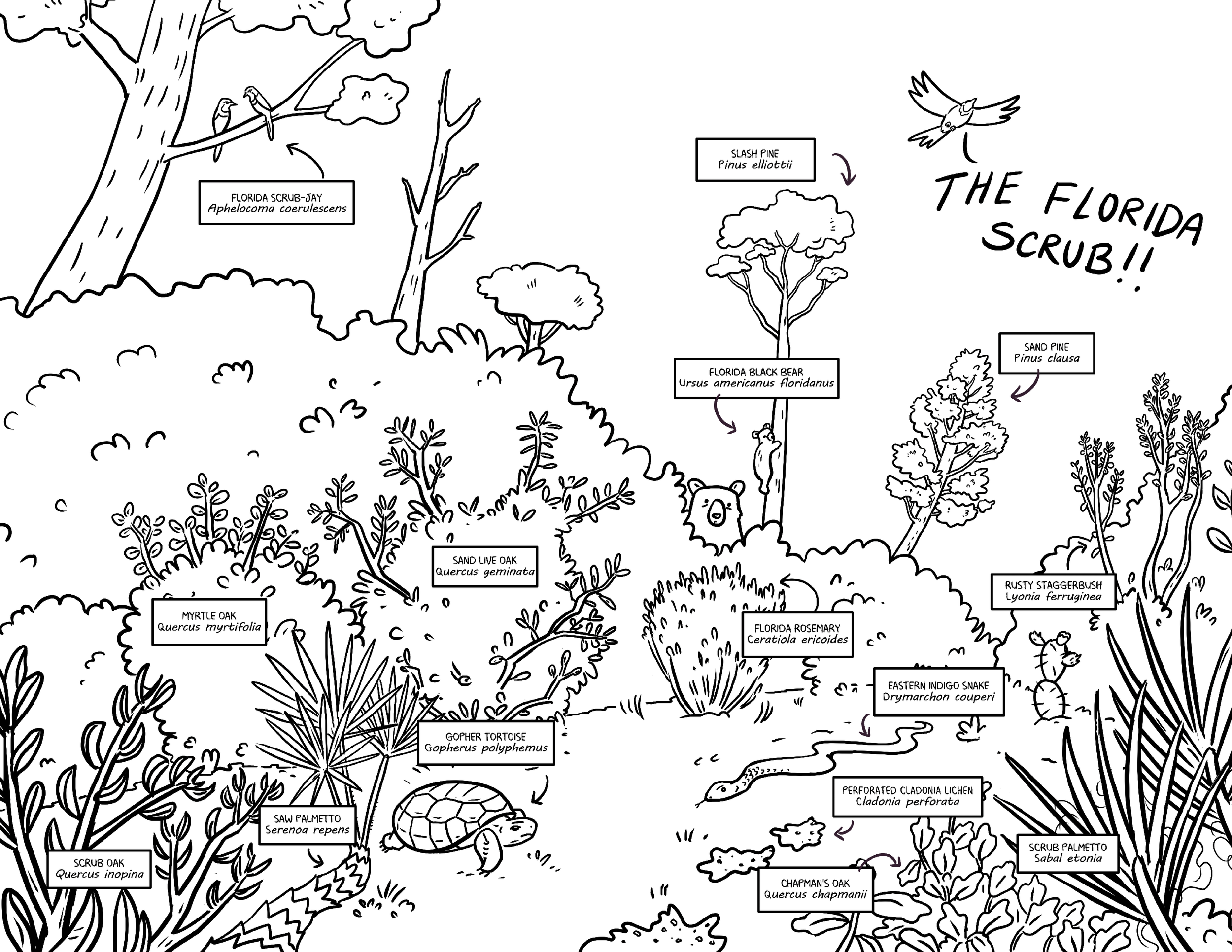 Florida Scrub Coloring Page