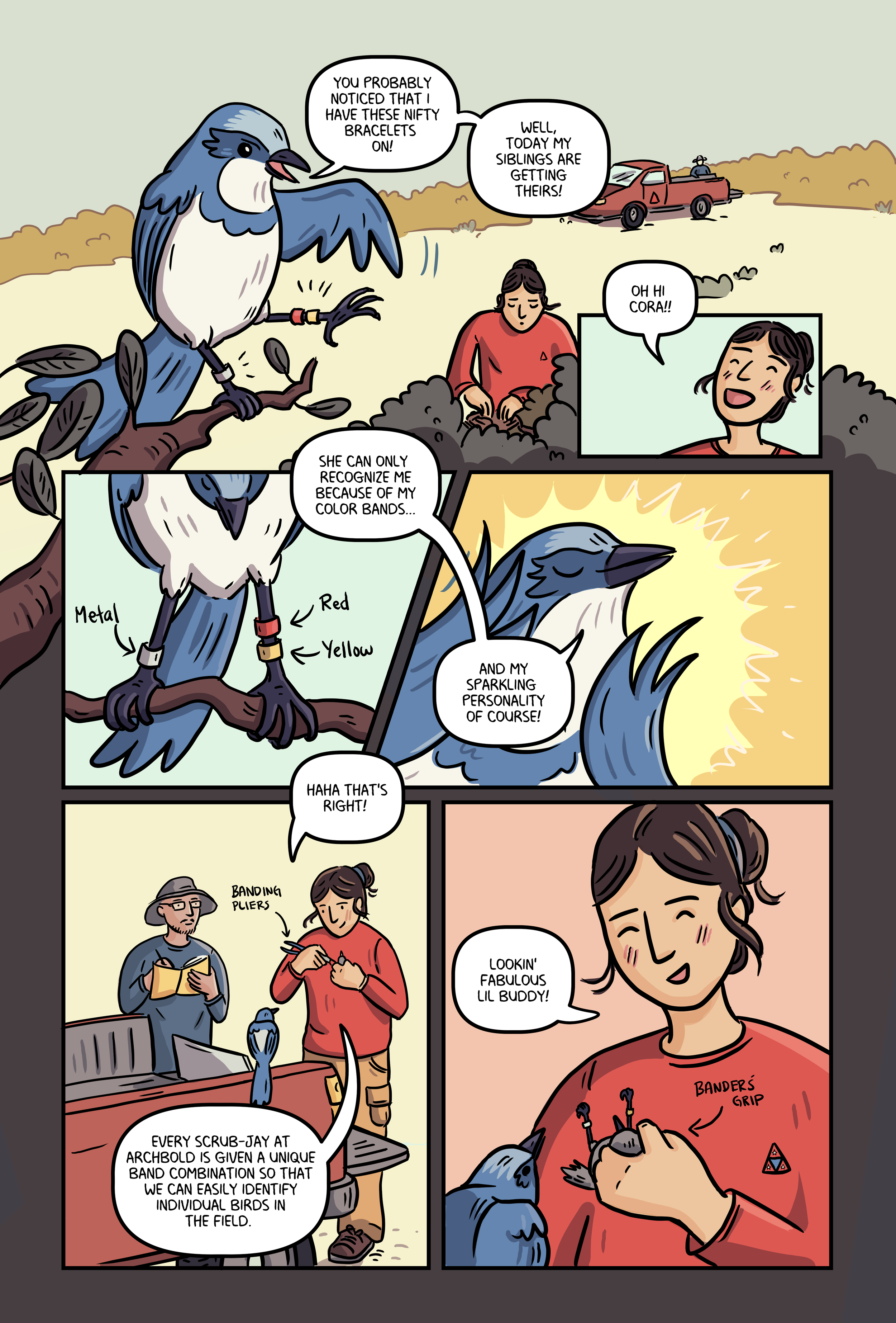 Florida Scrub Jay_023.png