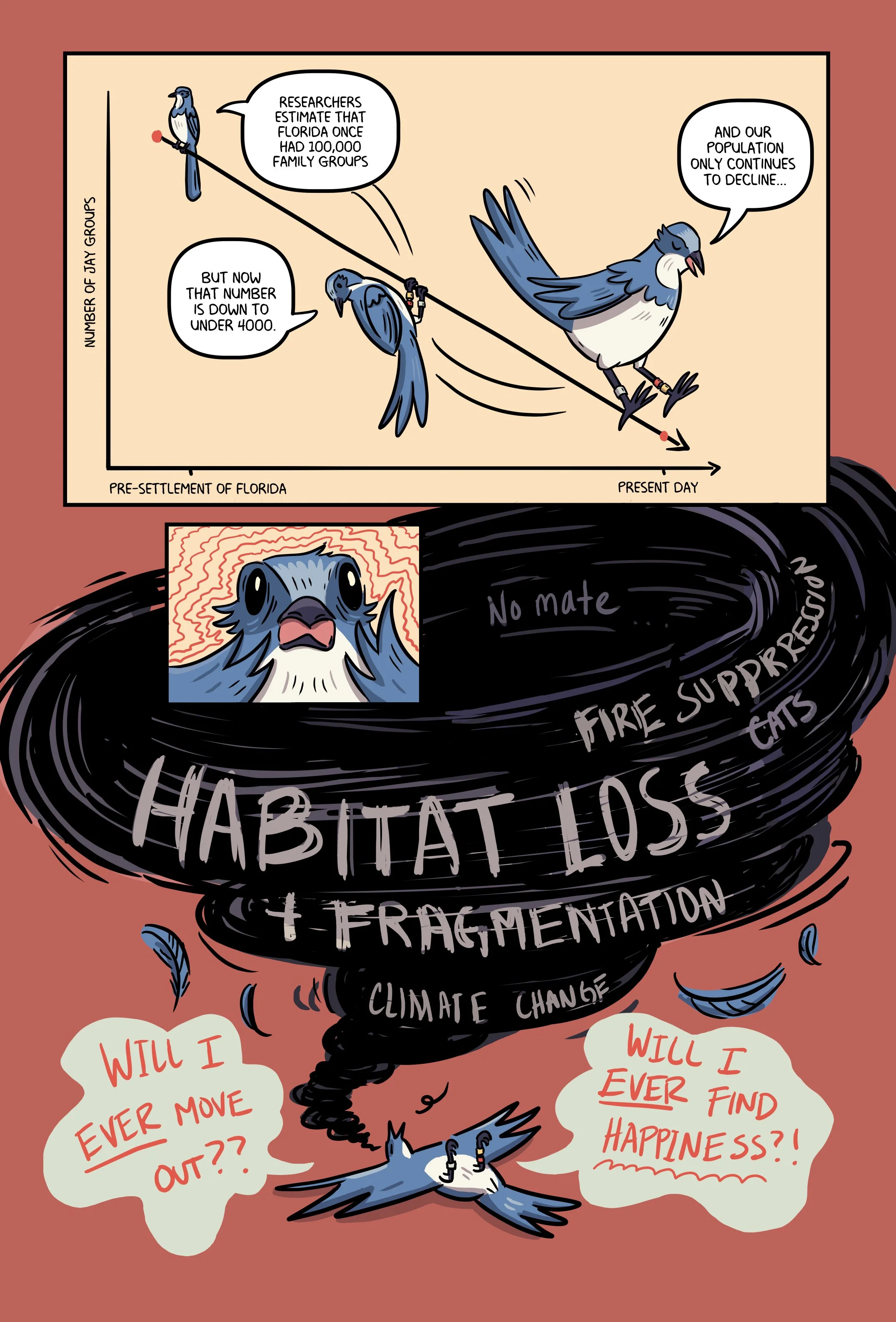 Florida Scrub Jay_021.jpg