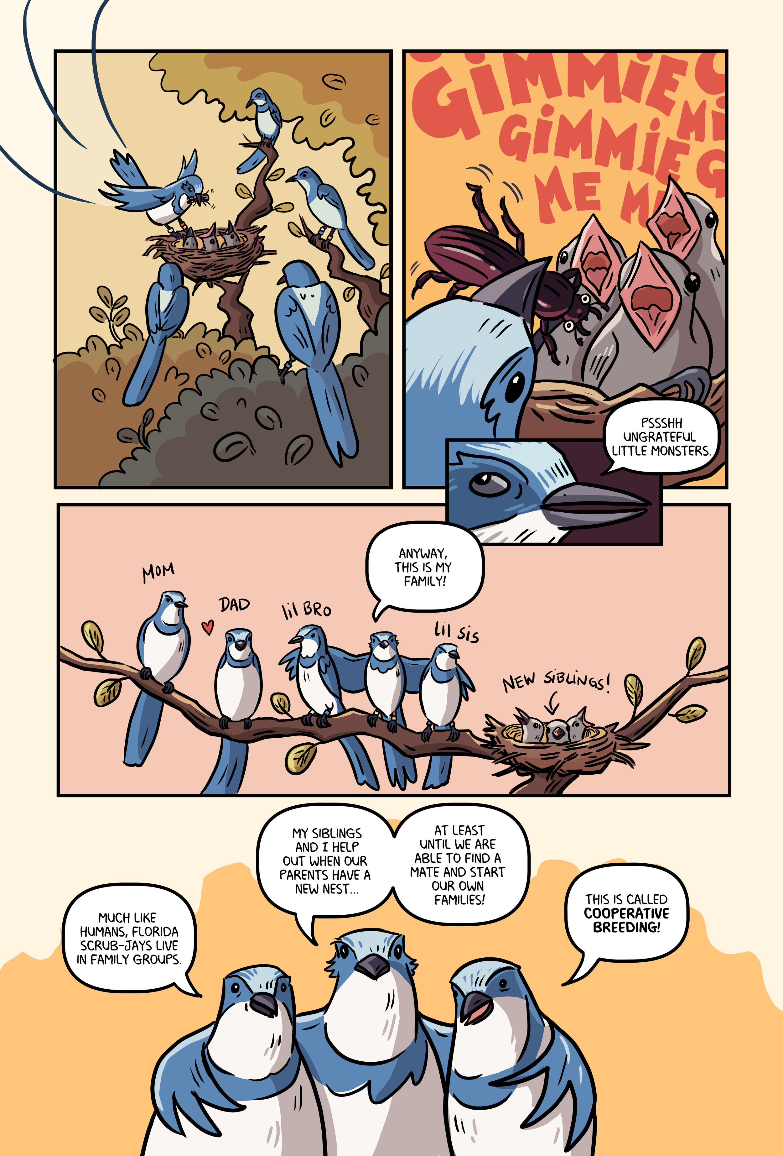 Florida Scrub Jay_013.png