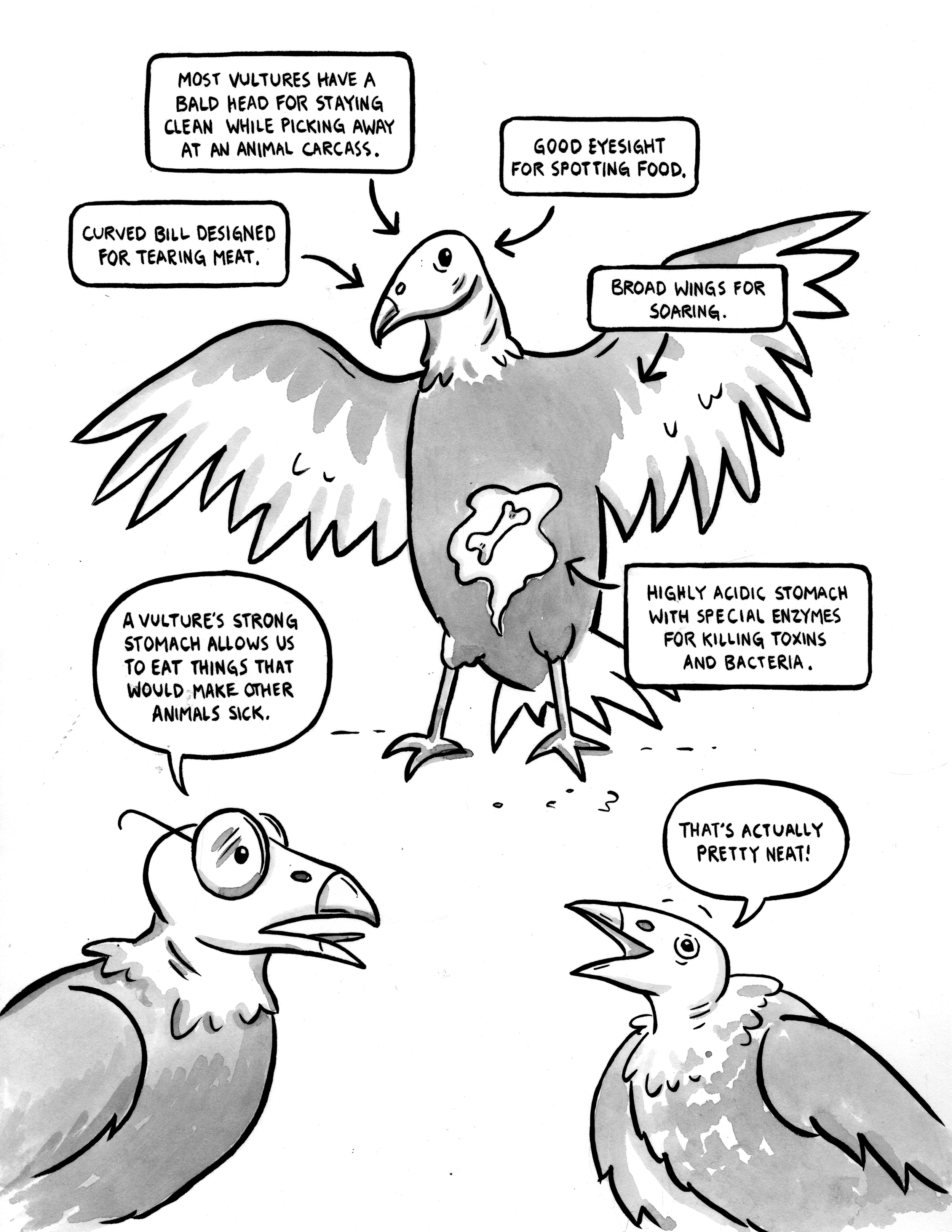 Vultures_8.png