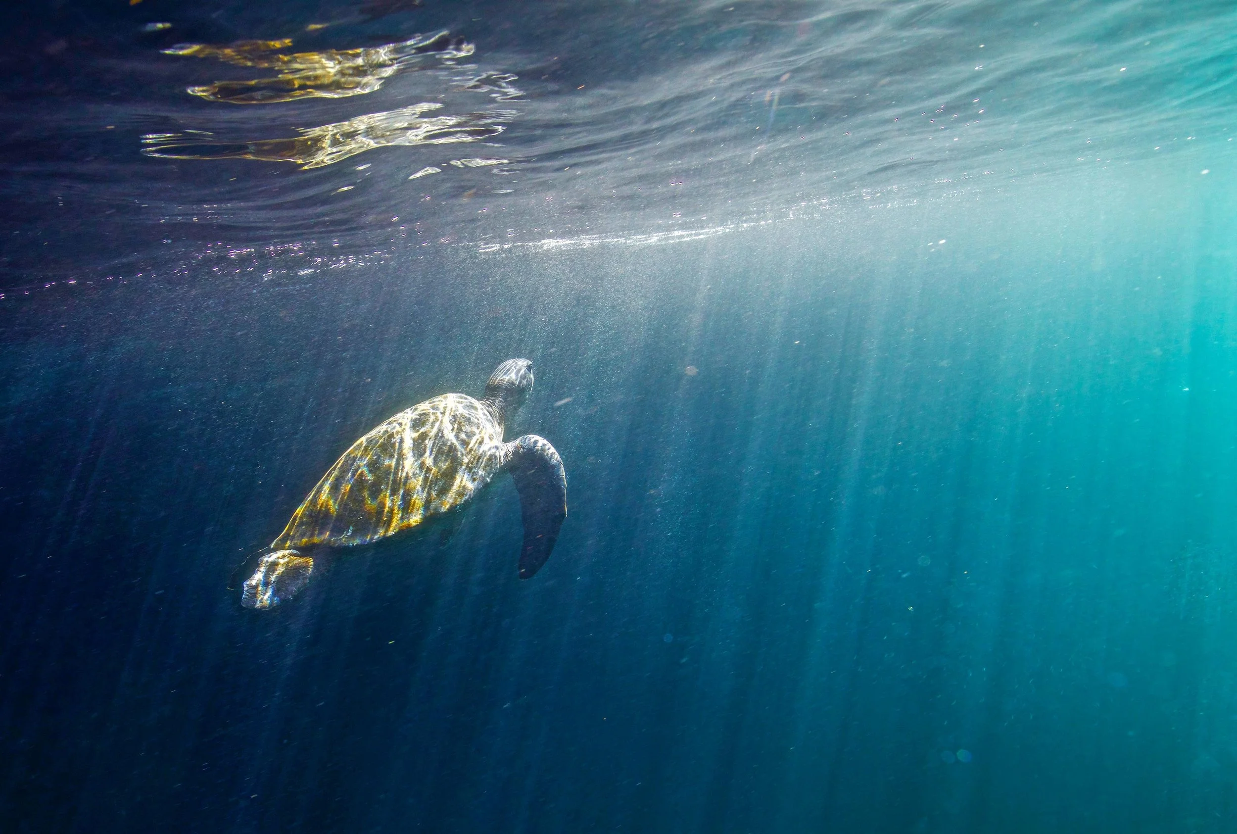 LEX-Ecuador Galapagos Islands Sea Turtle SL709A4579.jpg