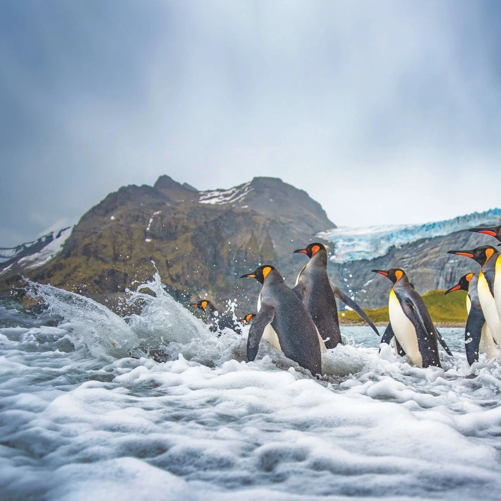 LEX-South Georgia Penguins MS87723.jpg