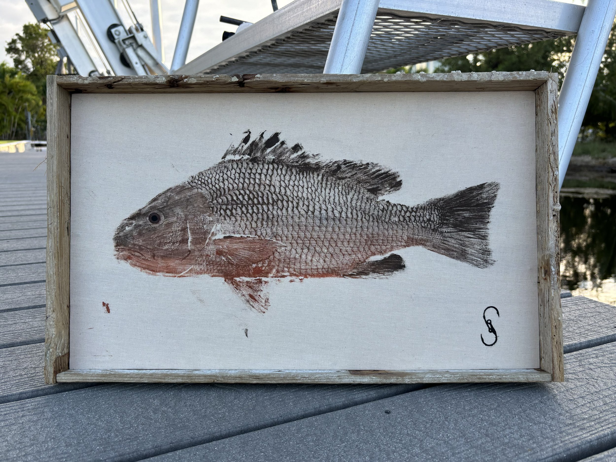 Mangrove Snapper