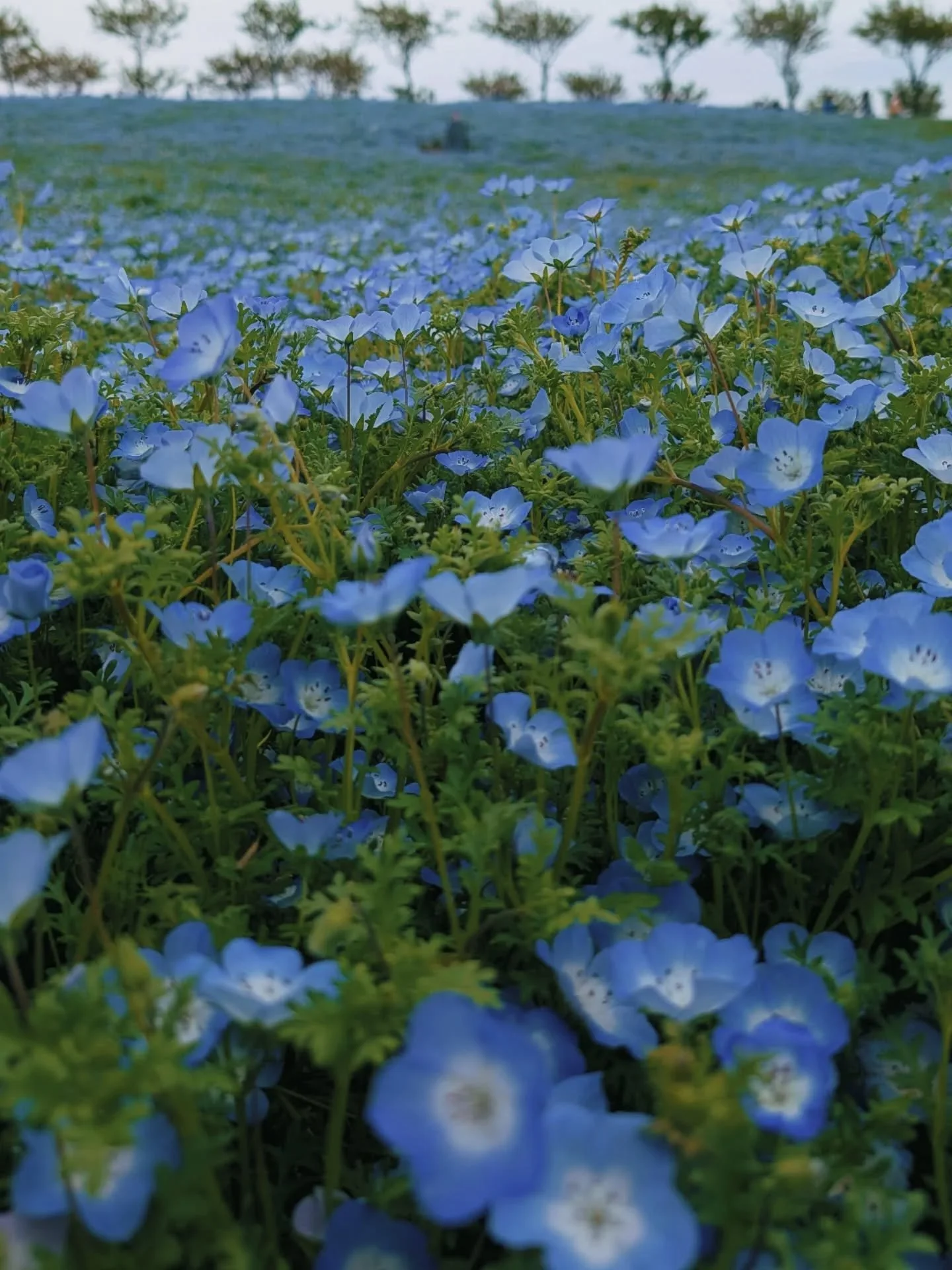 Chemically Blue 
.
.
.
.#nemophilia #osaka #maishima #japan #blueeyes