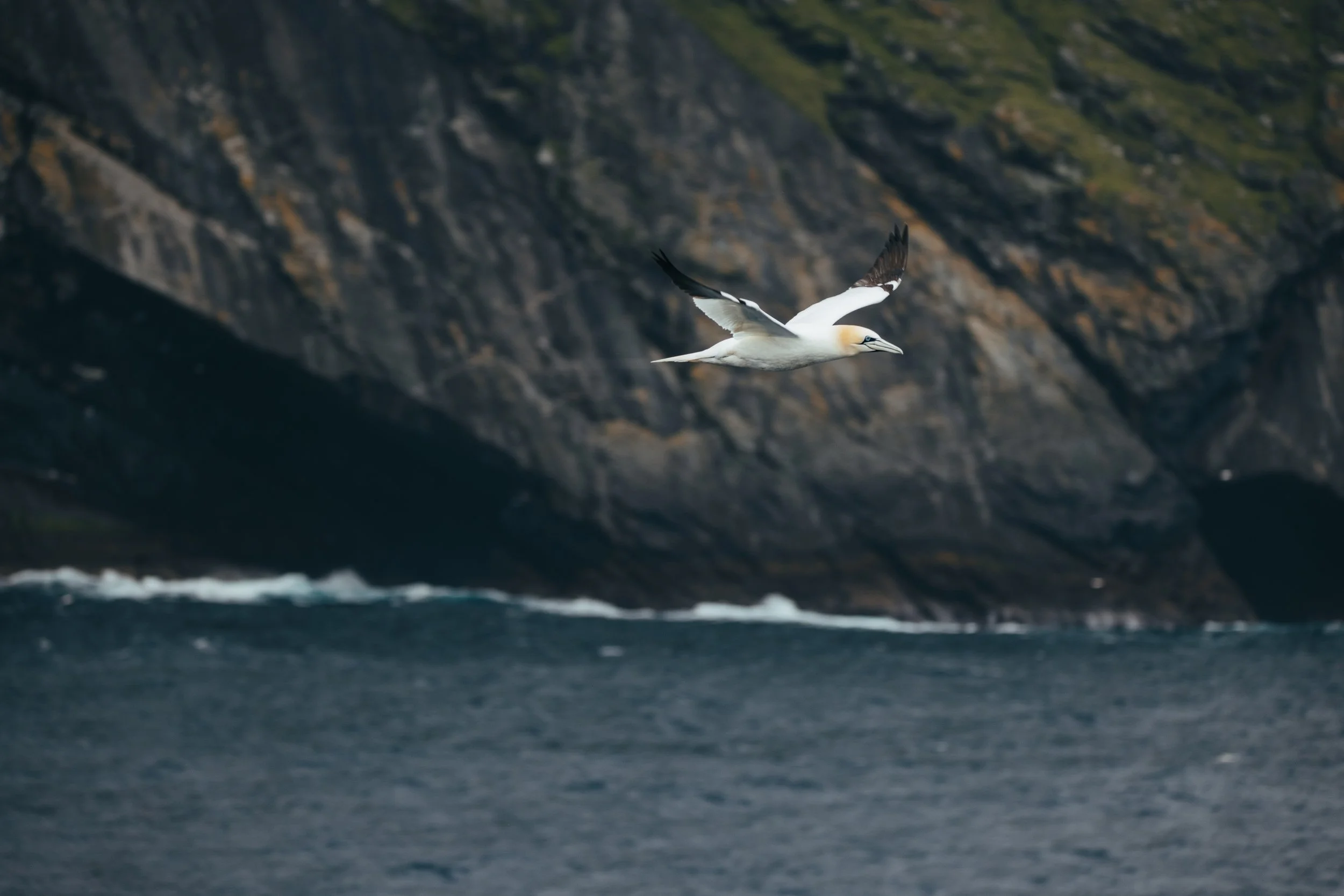 Gannet flying by sea cliffs