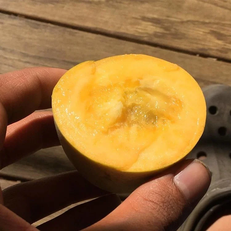 'Wabash' grafted pawpaw tree