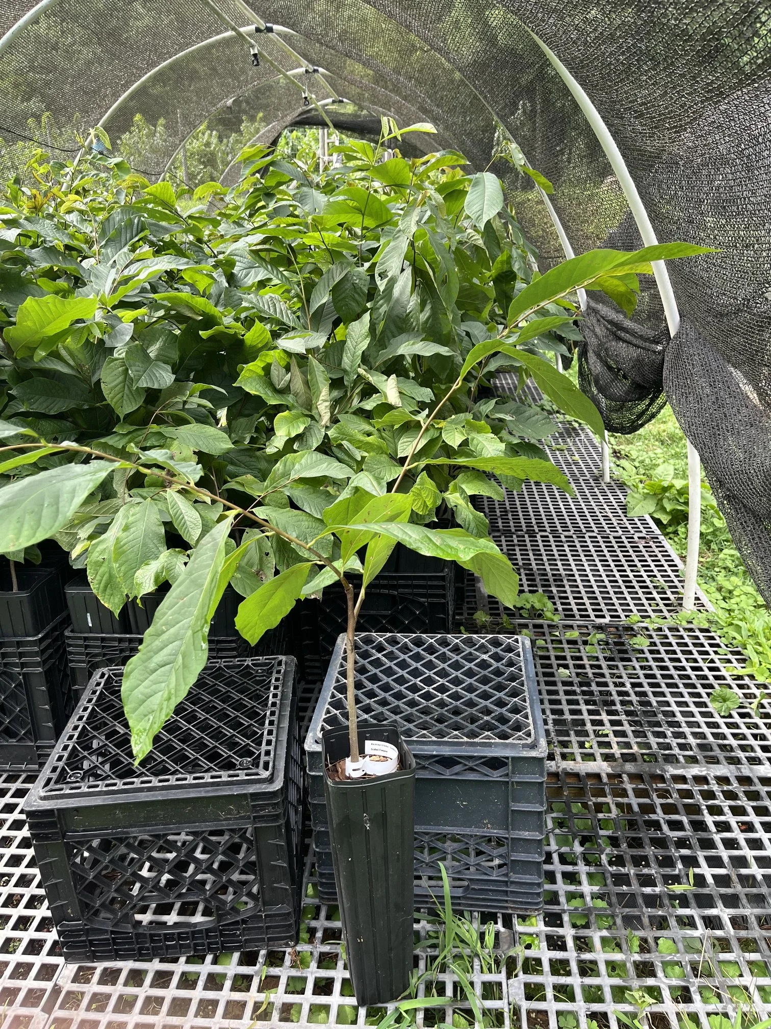 Sunflower grafted.jpeg