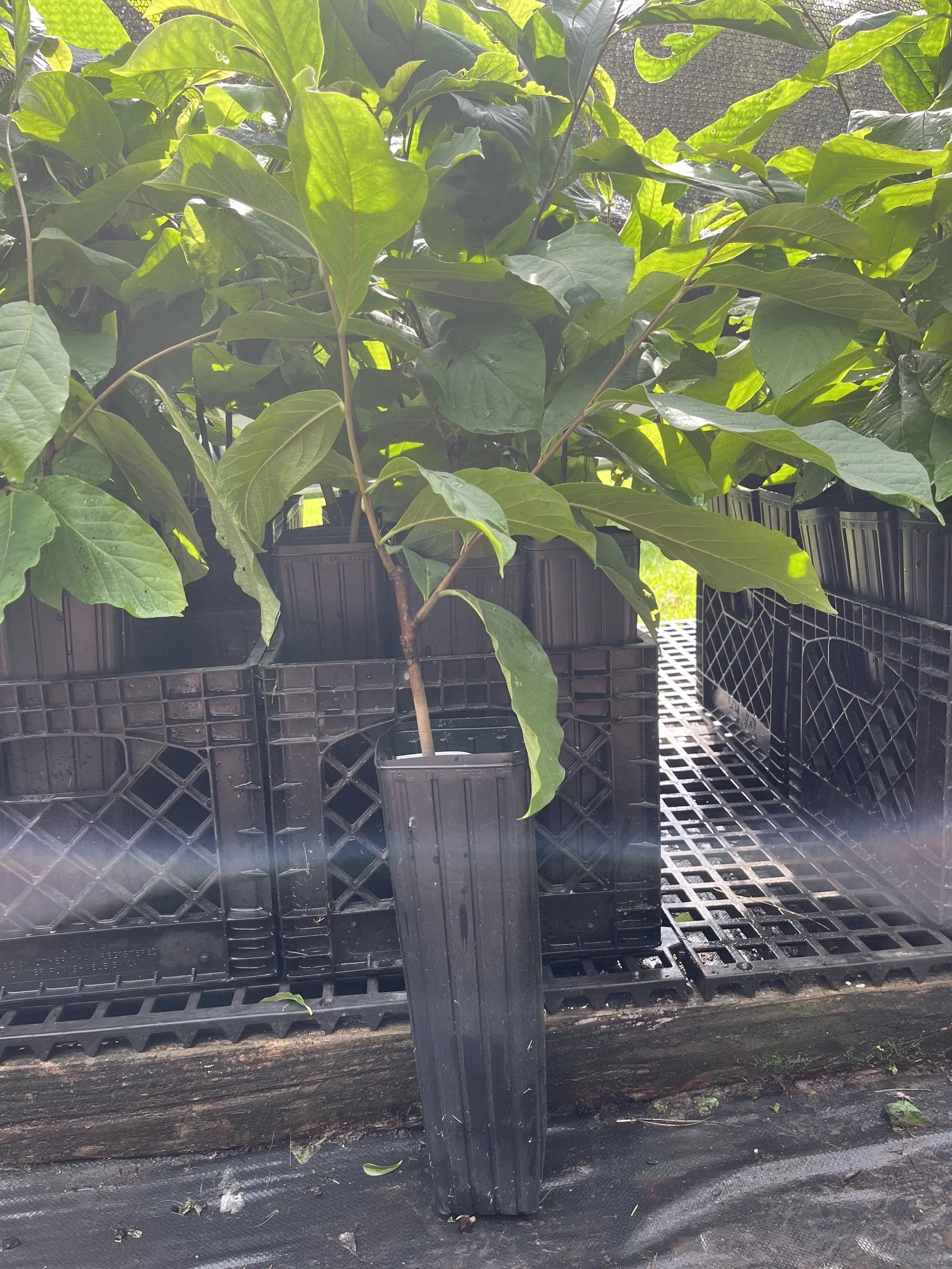Wabash grafted tree.jpeg