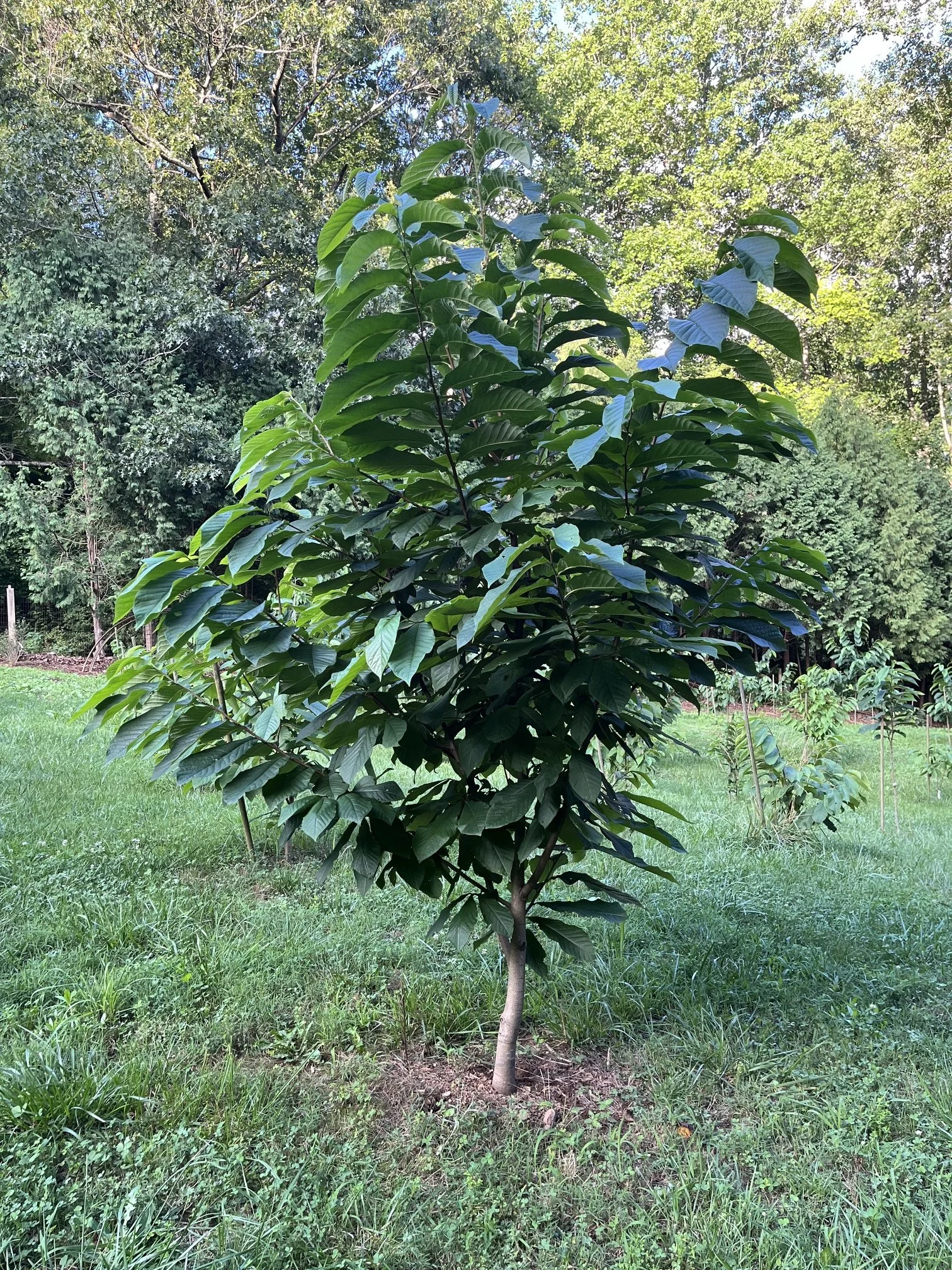 KSU-Benson tree.jpeg