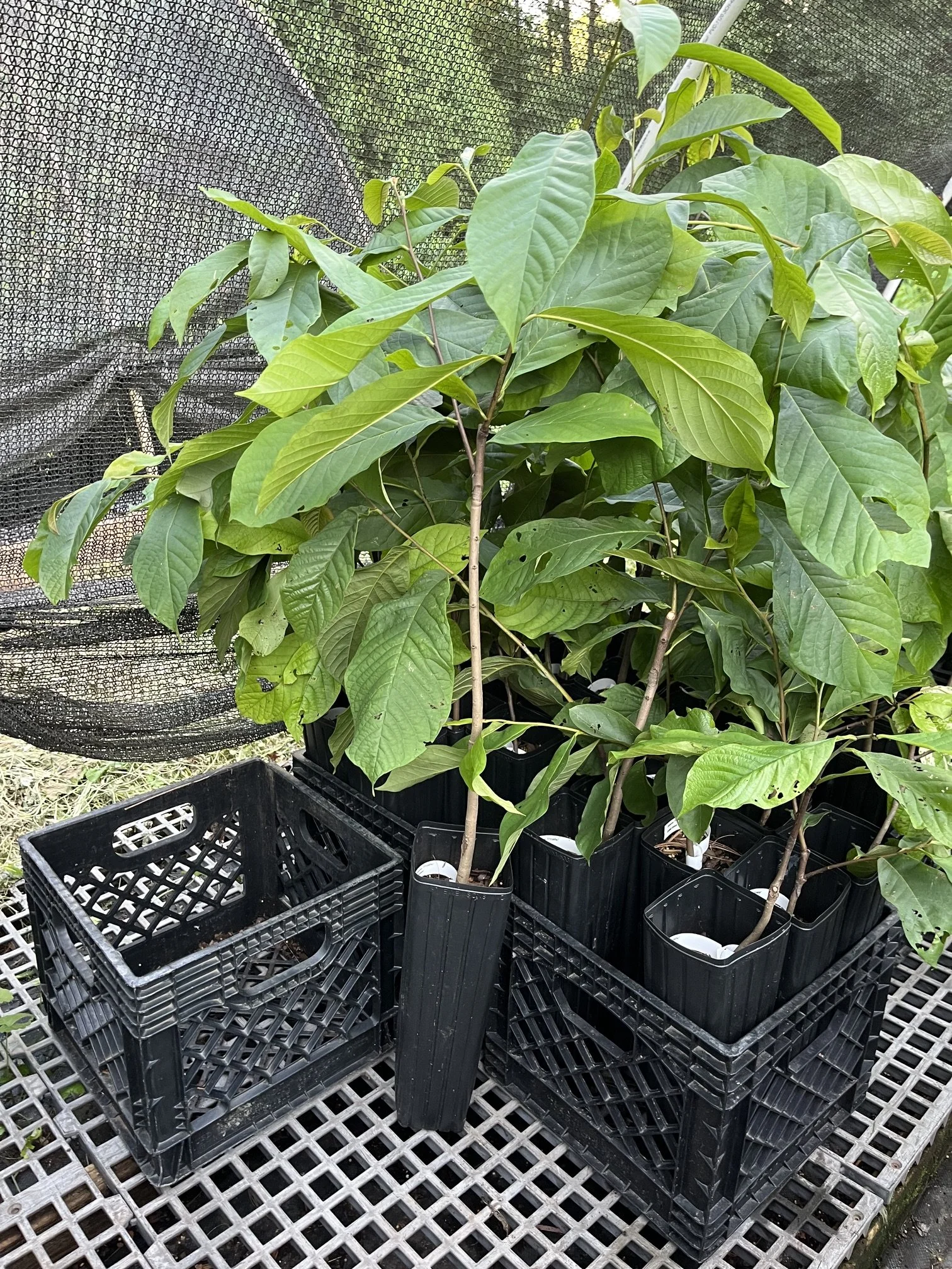 Prolific grafted tree.jpeg
