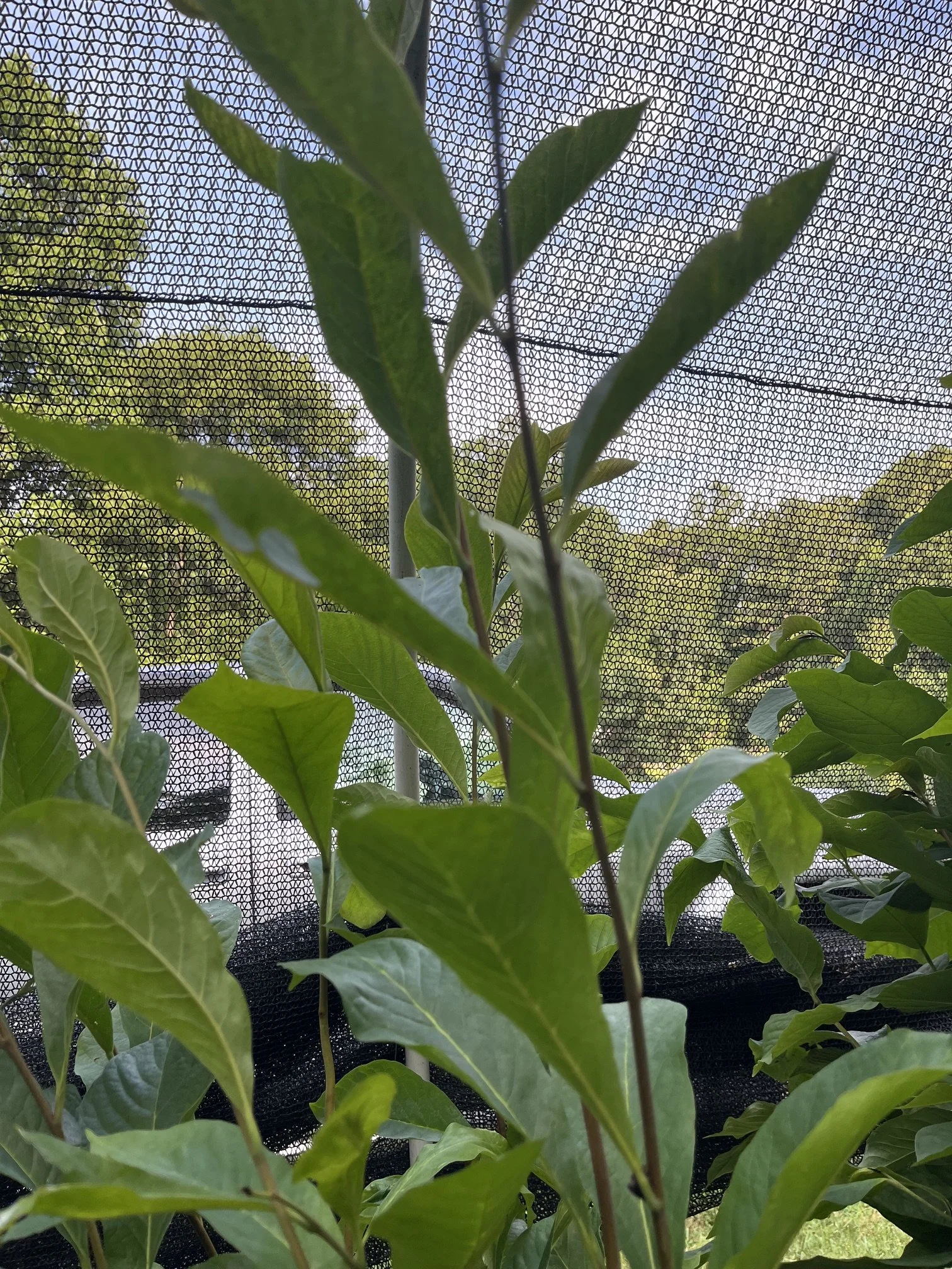 Rappa foliage.jpeg