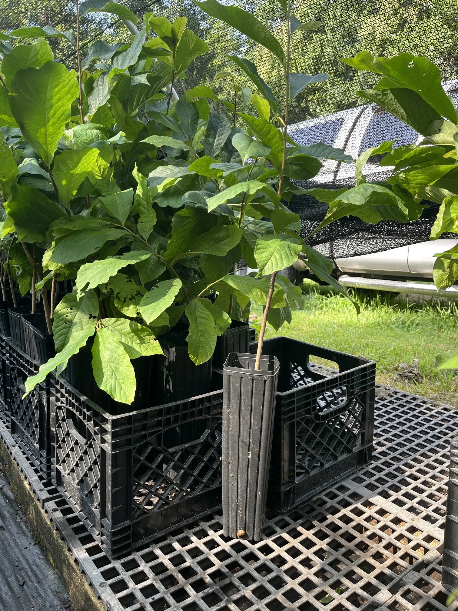 Tallahatchee grafted tree.jpeg