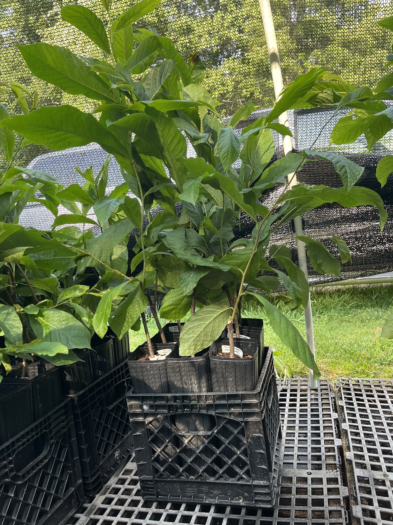 Shenandoah grafted tree.jpeg