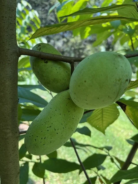 Mangofruit.jpg