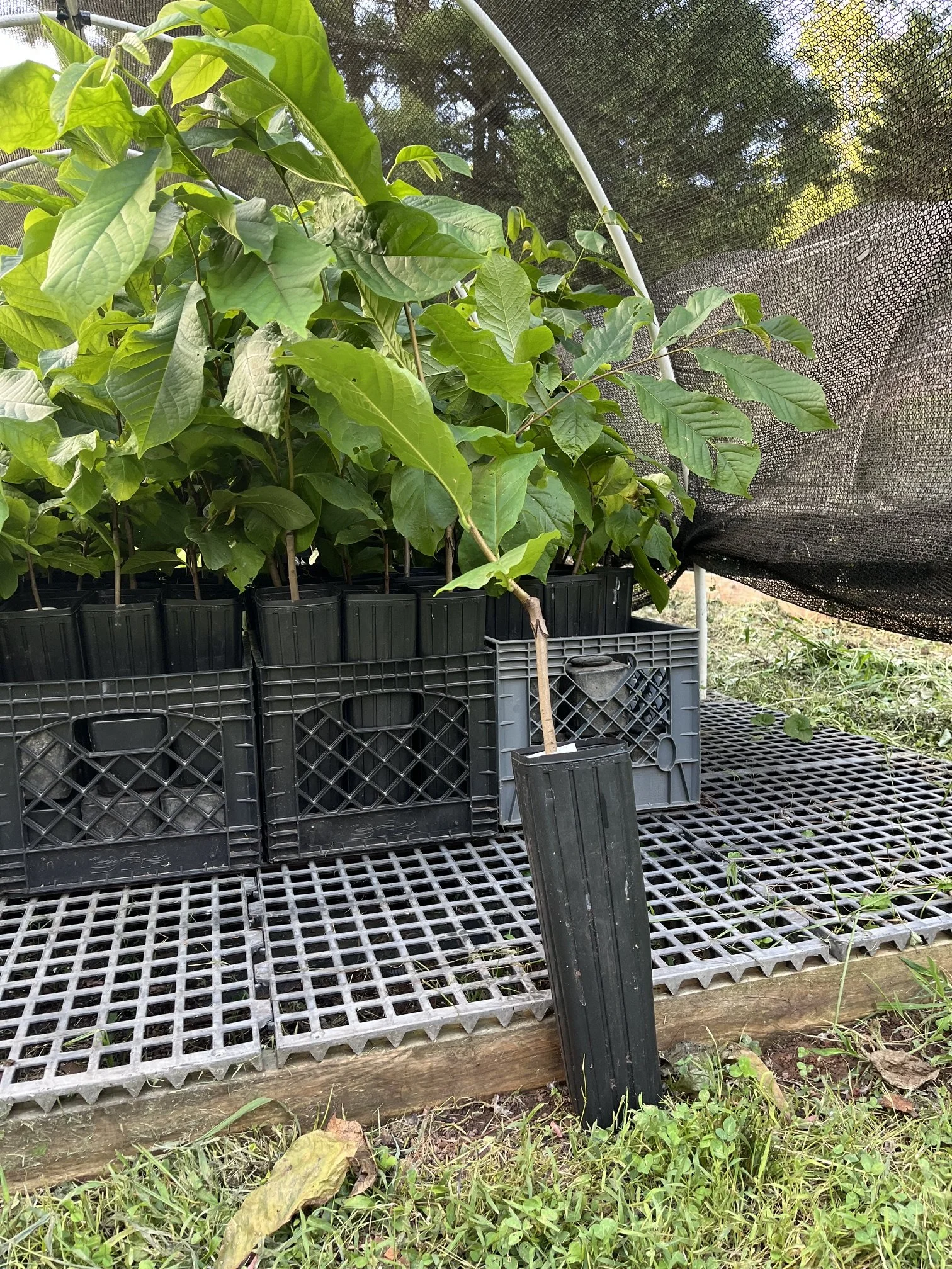 KSU-Benson grafted tree.jpeg