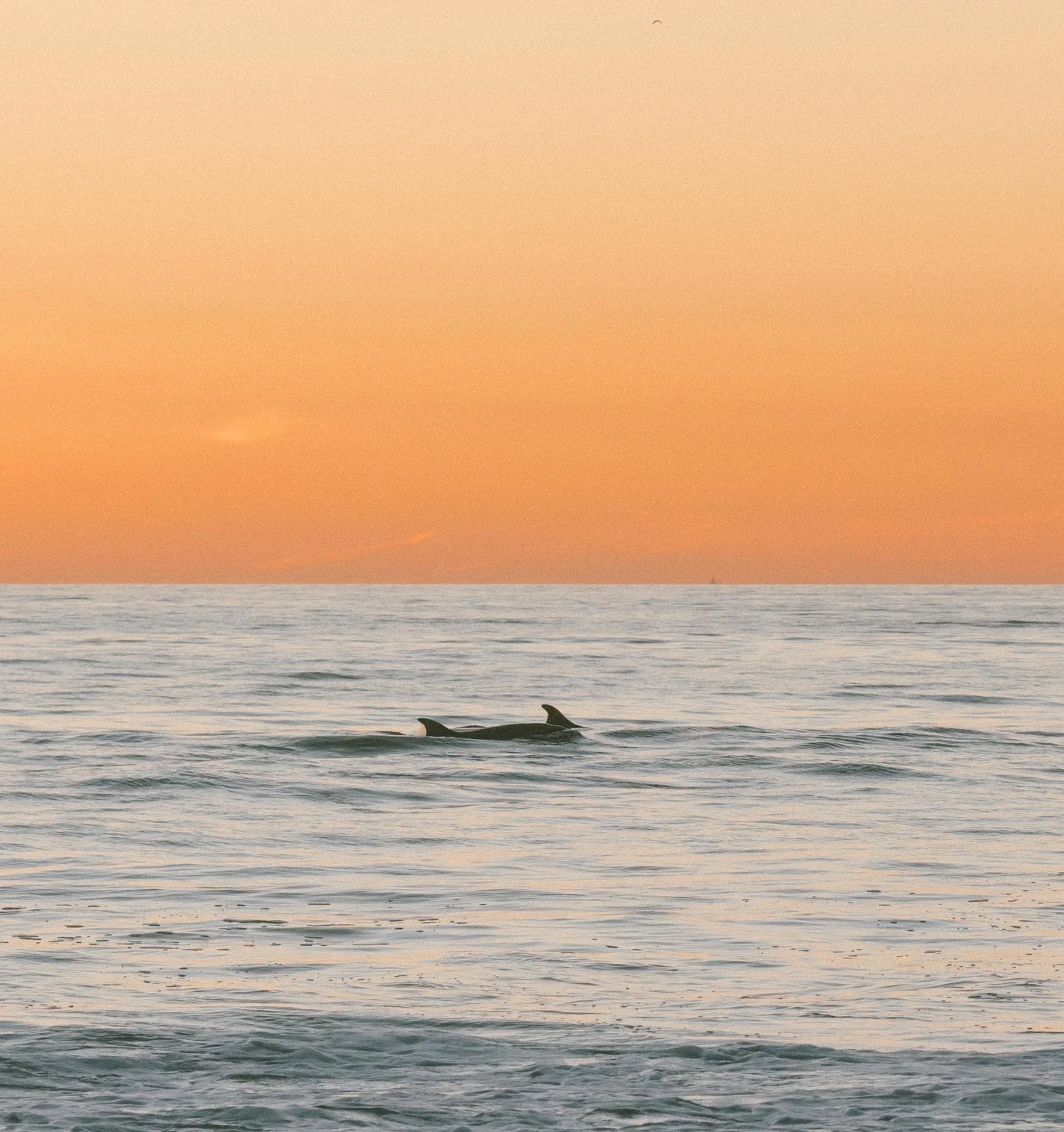 dolphin-Terramarbeach.jpg