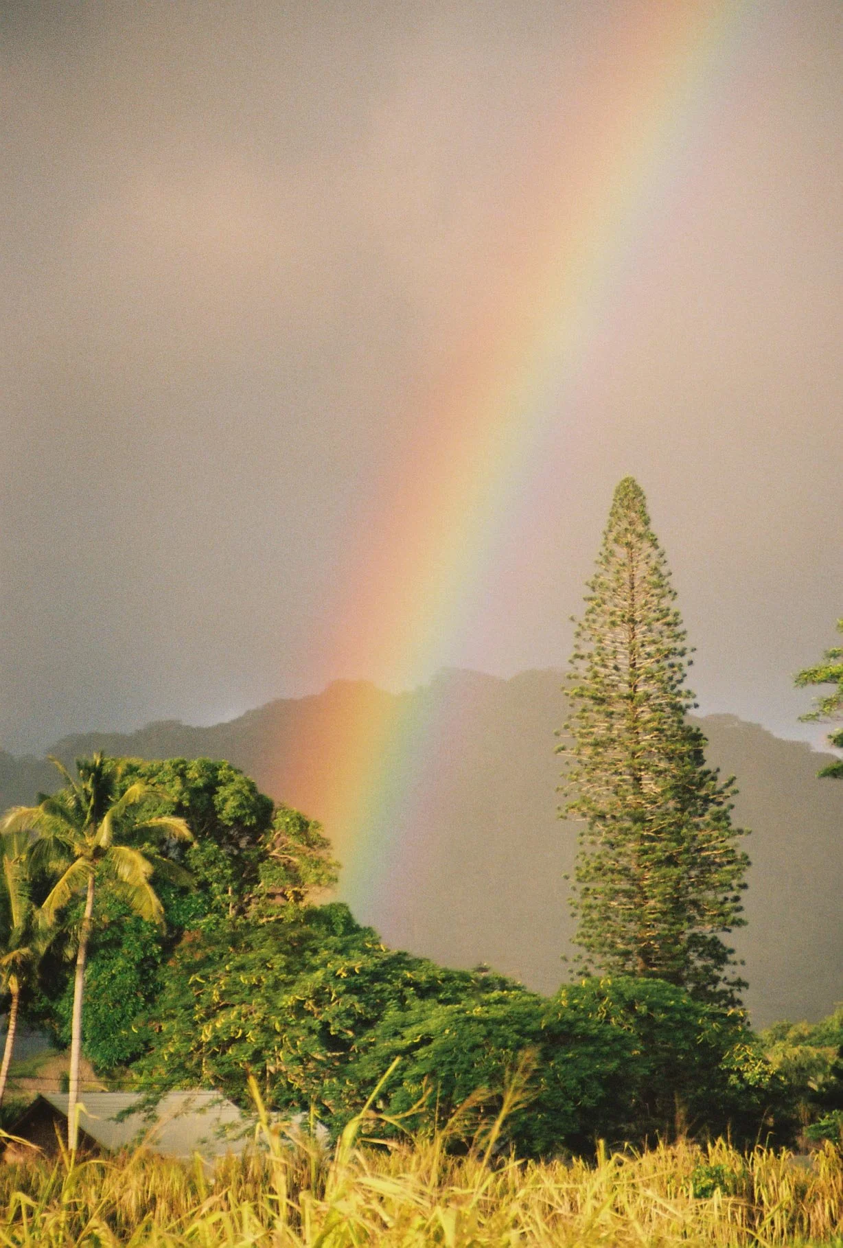 Rainbow-PoipuHawaii.jpg
