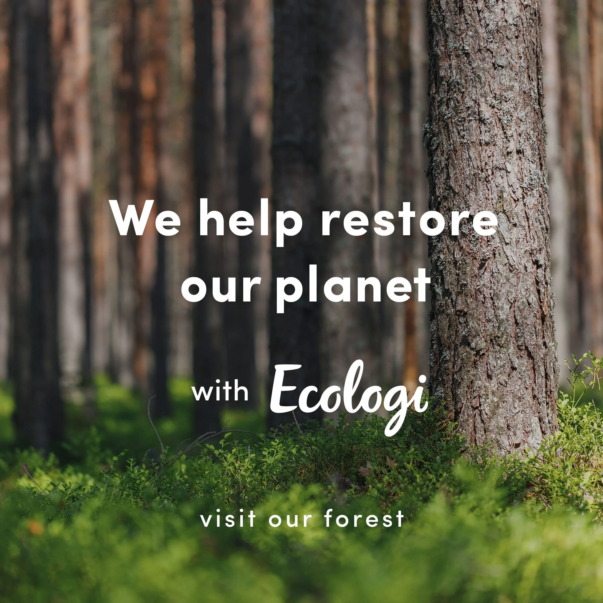 Forest with tall trees and green undergrowth, with text overlay about restoring our planet with Ecologi.
