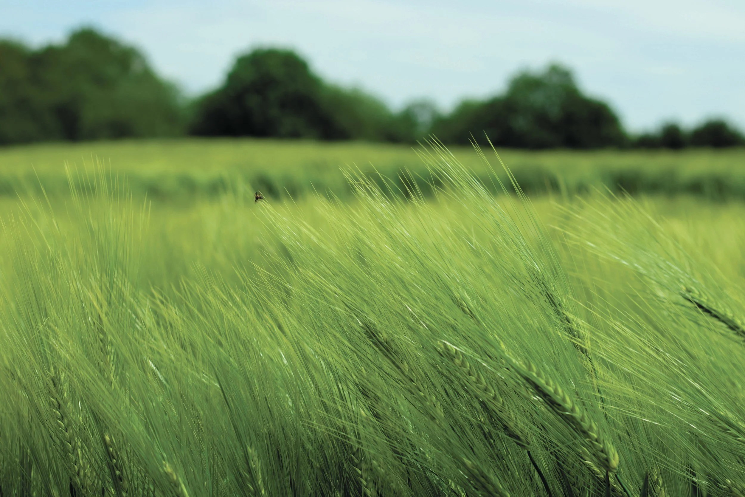 Close-up of green grass blades in a field with a blurred background of trees and a light blue sky.