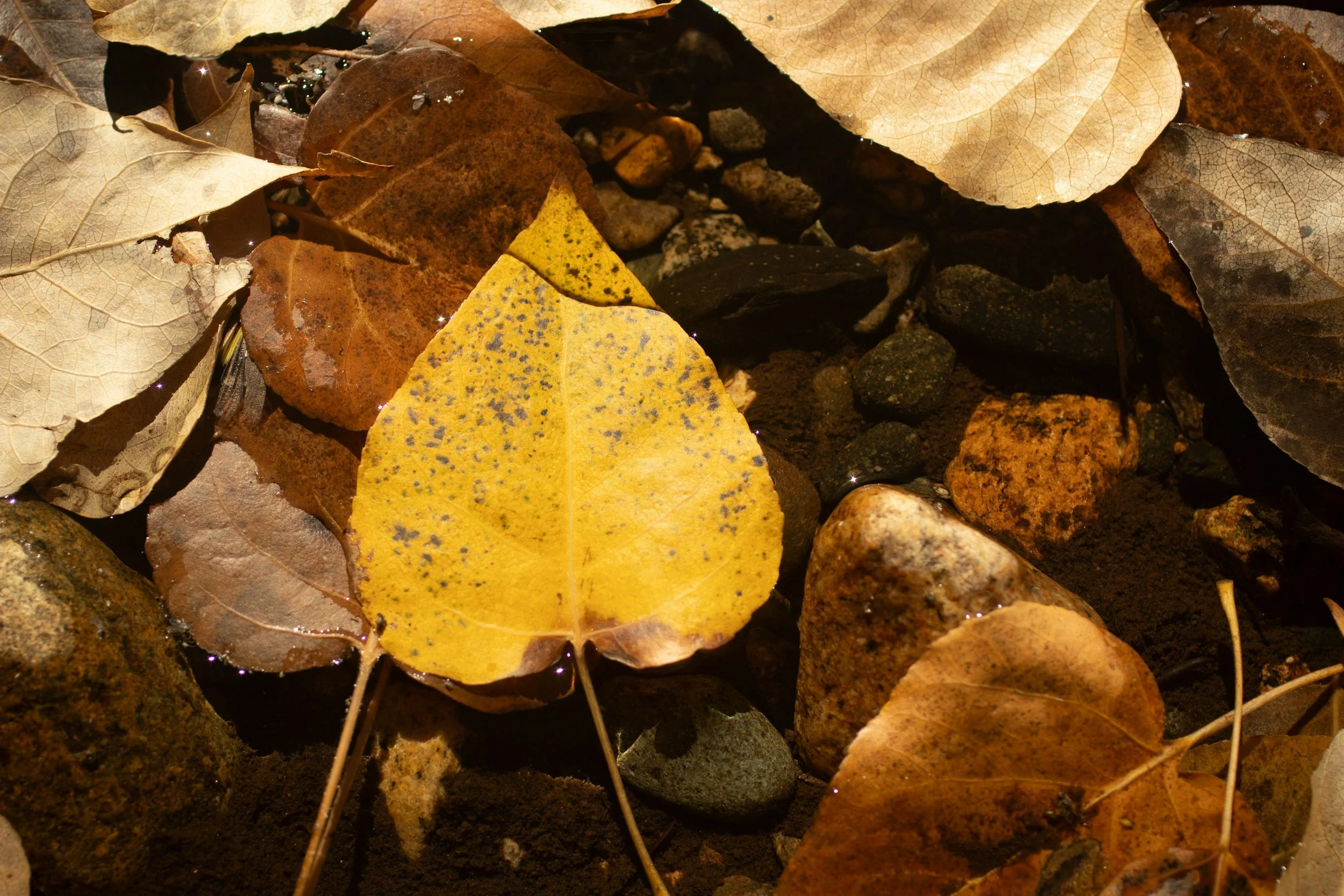 Lorian HOA Update, September 2025