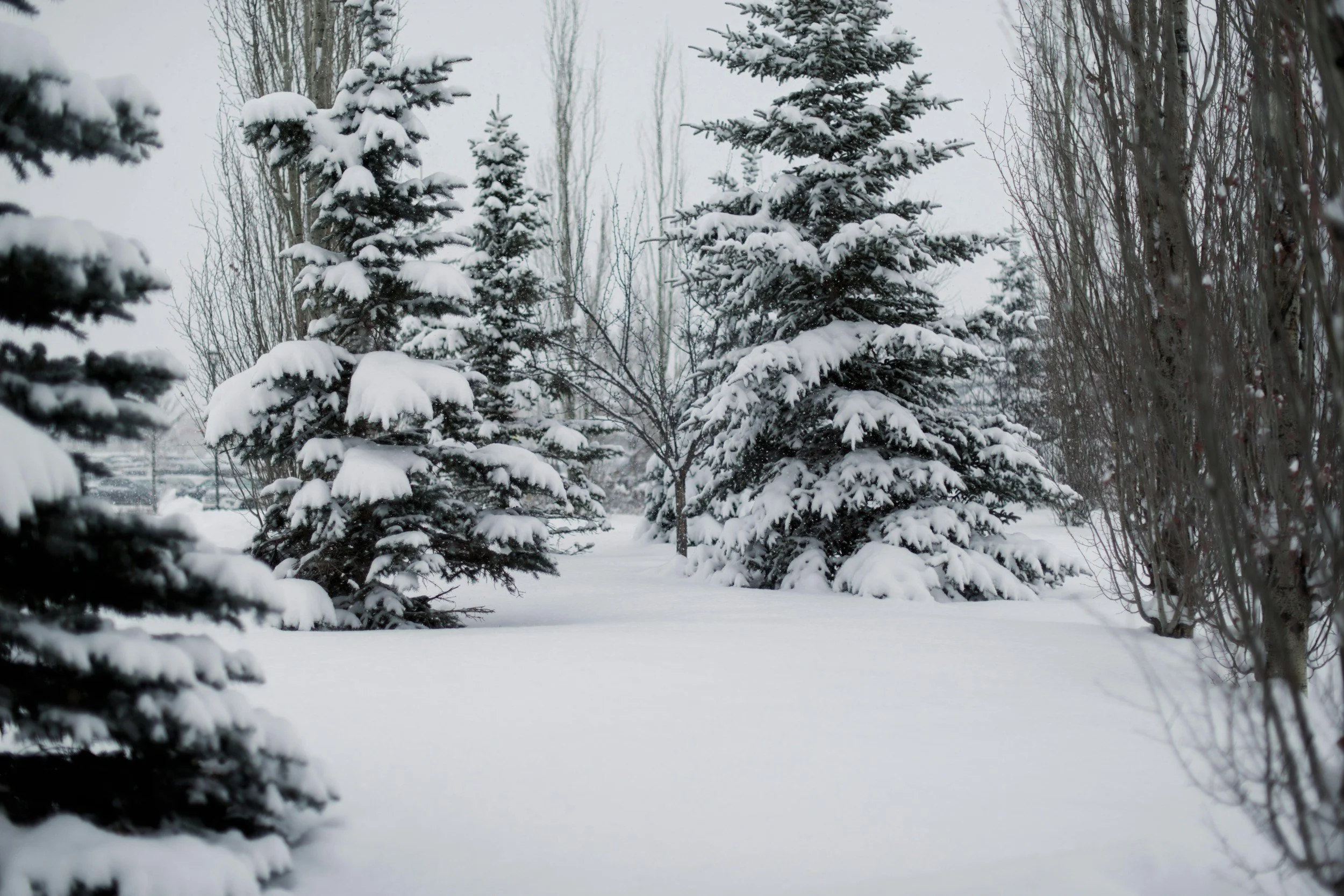 Lorian HOA Update, January 2025