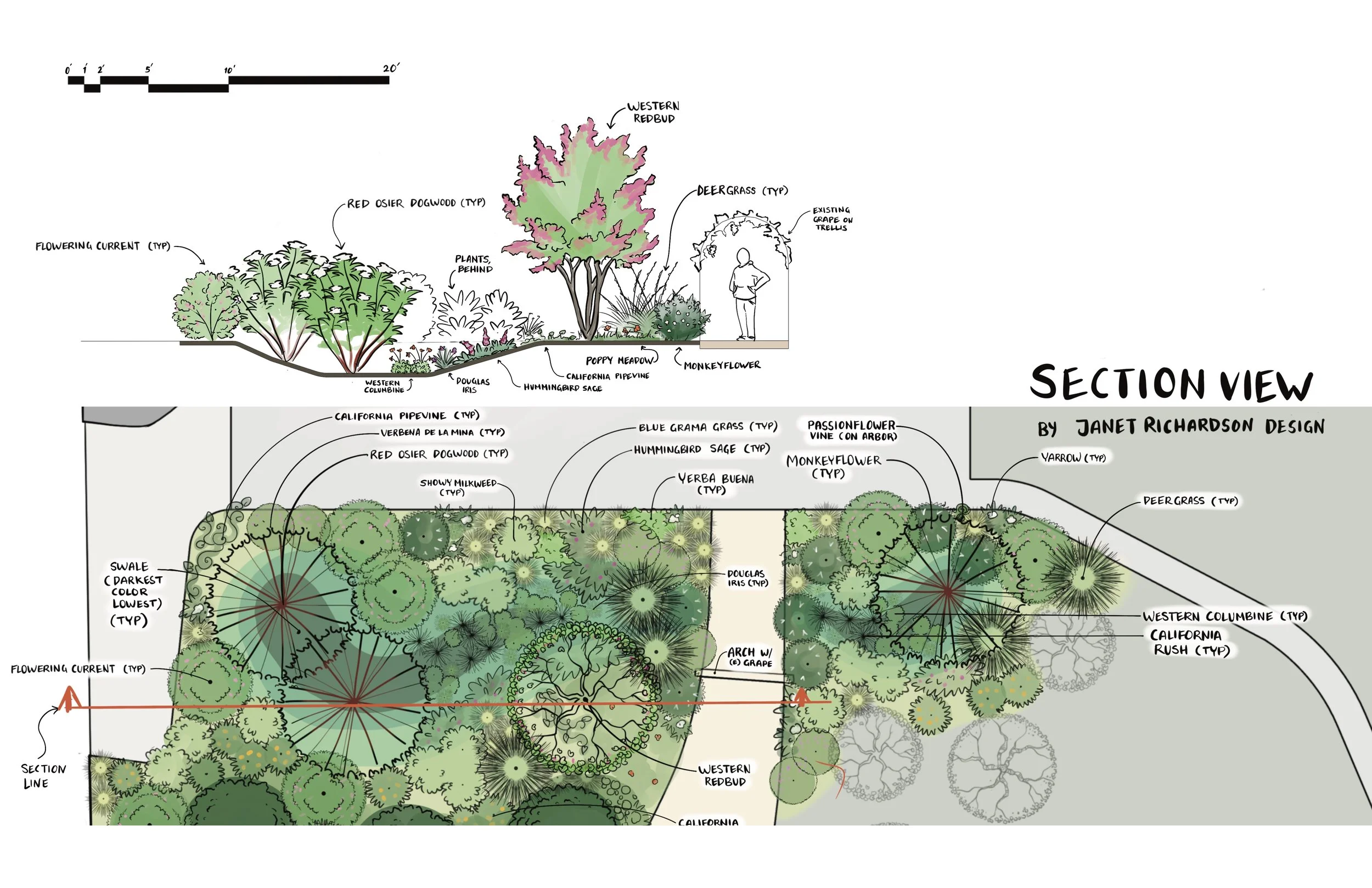 Section view of the rain garden design for Solar Punk Farms in Guerneville, CA. This design features a mix of California native plants and edible plants. I included several butterfly host plants in this design to support local pollinators.