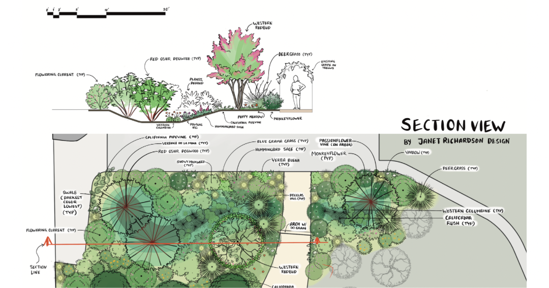 Rain Garden