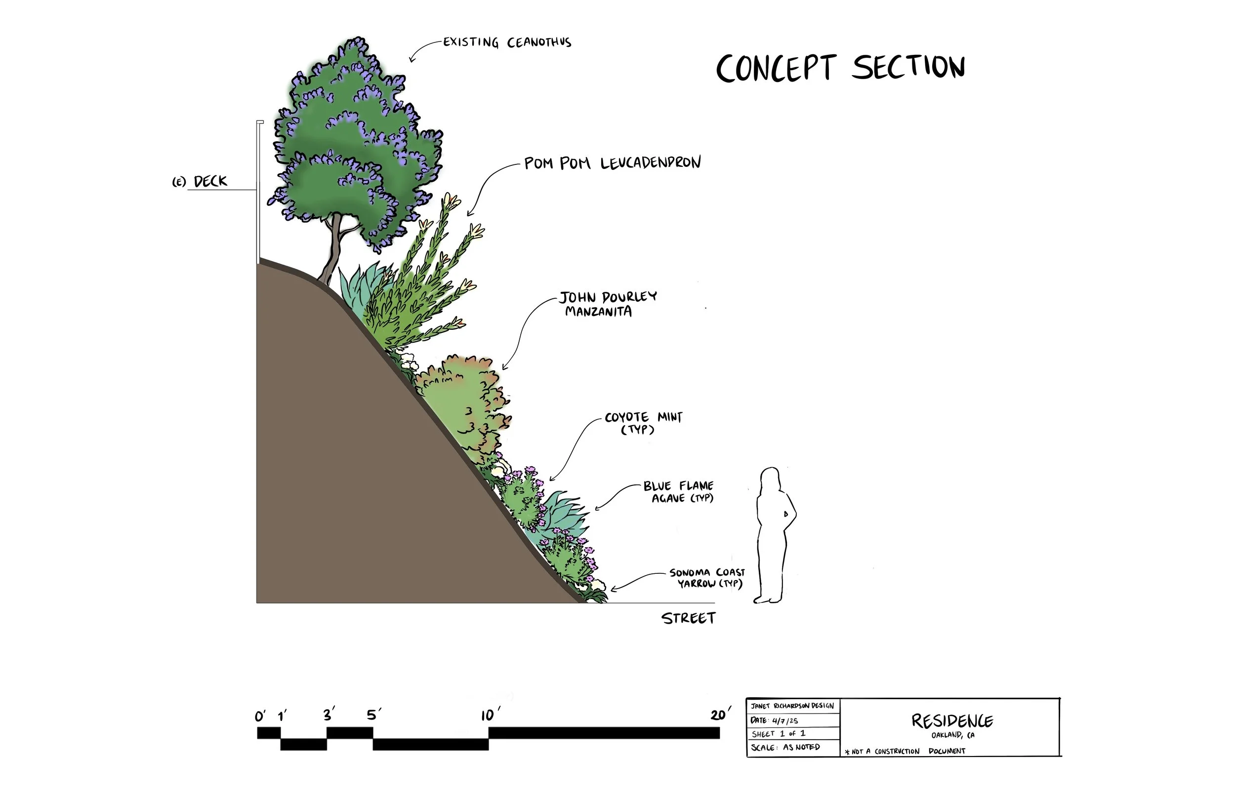This concept section shows the slope of the front yard. It's pretty steep and needed plants with deep roots to help retain the soil. 