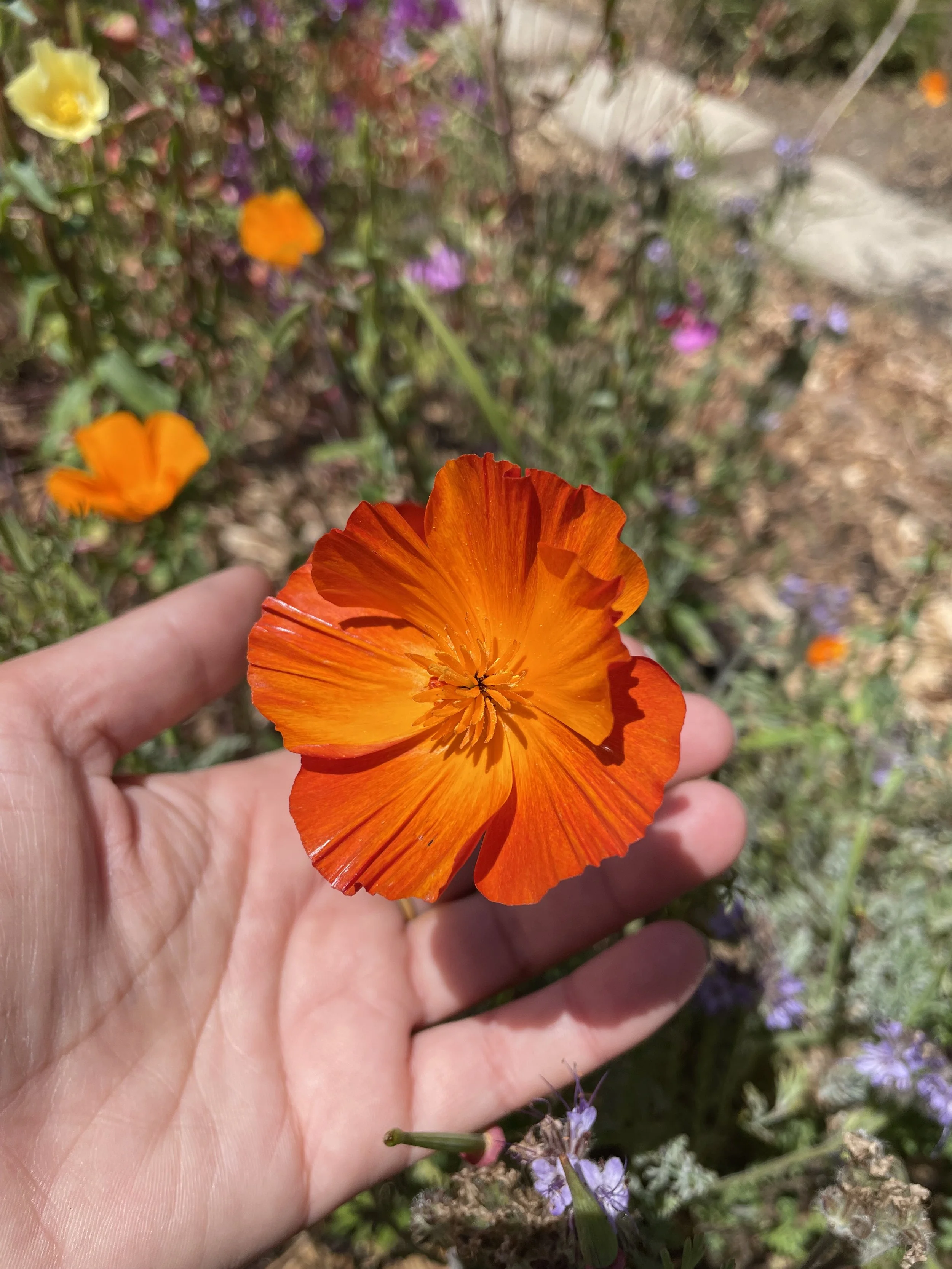 Close-up of vibrant orange poppy flower being held in hand, with a background of various colorful flowers and garden soil.