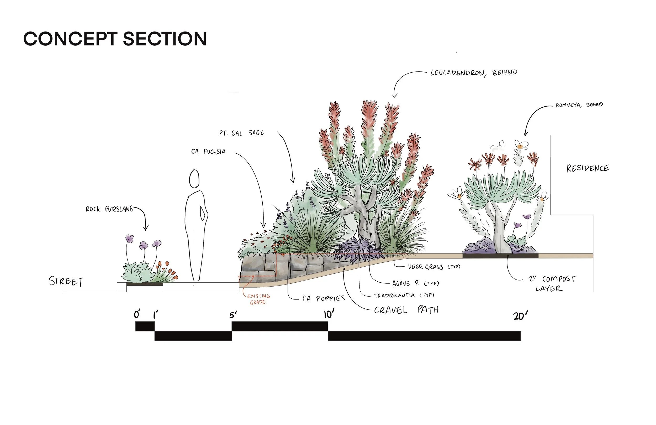 A concept landscape design sketch showing a front yard with plant groupings, stairs, and pathways. It includes labeled plants such as rock purslane, purple ca fuchsia, pt. sal sage, CA poppies, deer grass, agave, and tradescantia. There's a rock wall, gravel path, compost layer, and plants like Leucadendron and Romneya behind, with a residence in the background.