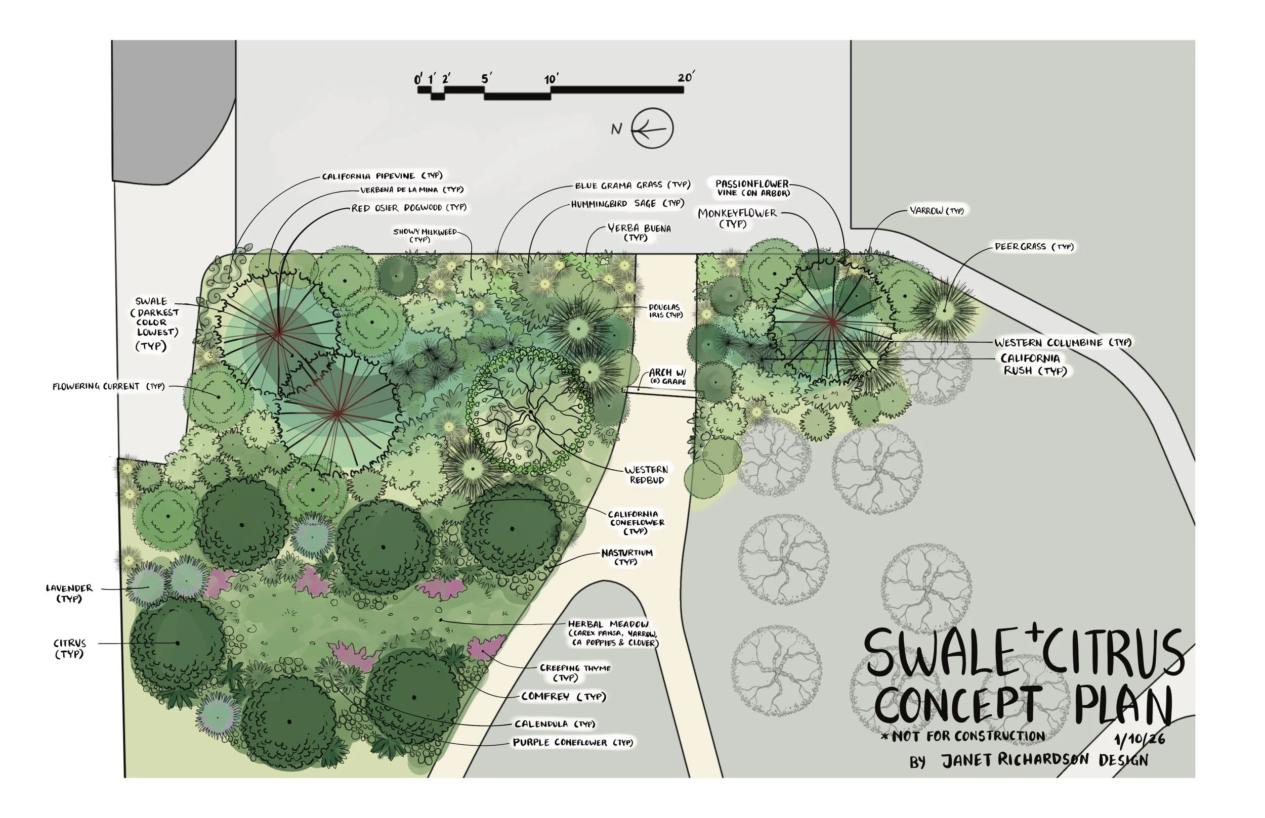 Concept Plan for the rain garden and fruit tree guild. This design shows the existing citrus trees with a mix of edible plants (including berries and herbs) as well as native plants. Native Milkweed is featured in this design to support monarch butte