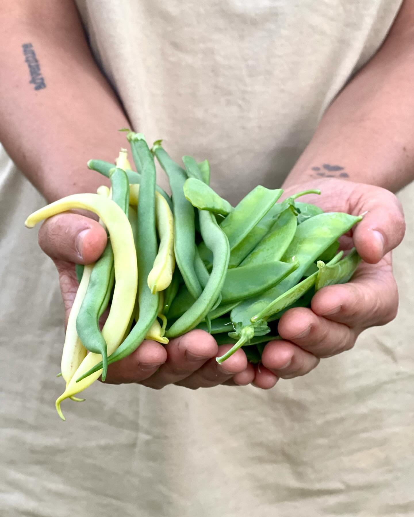The feeling when we get to harvest our own peas and beans is honestly so surreal. It is yet to get old for us and maybe it never will&hellip;. 

We have been growing our own food for years now and to this day, Nature never ceases to turn Em and I int