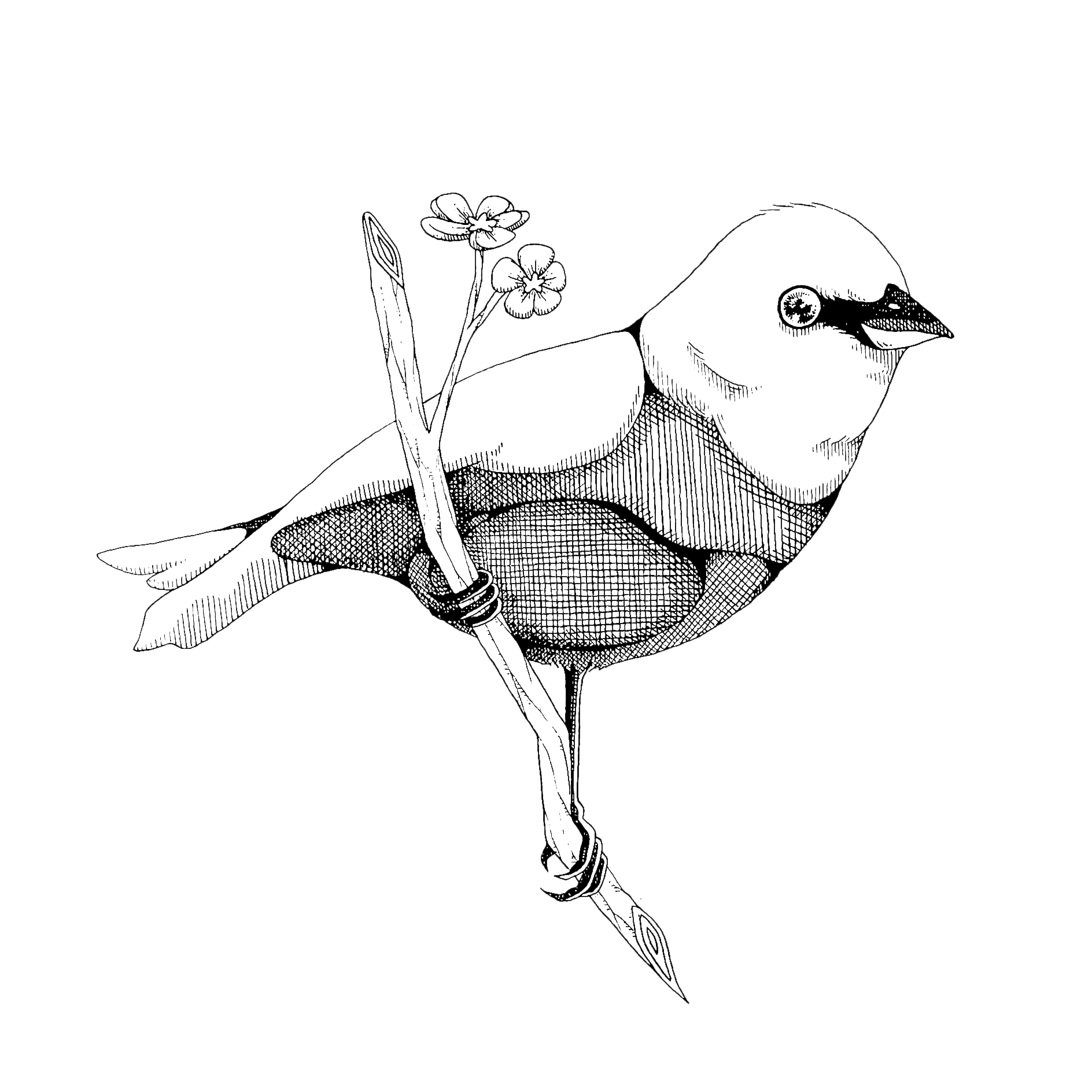 Songbird_1_lapbunting_RD.png