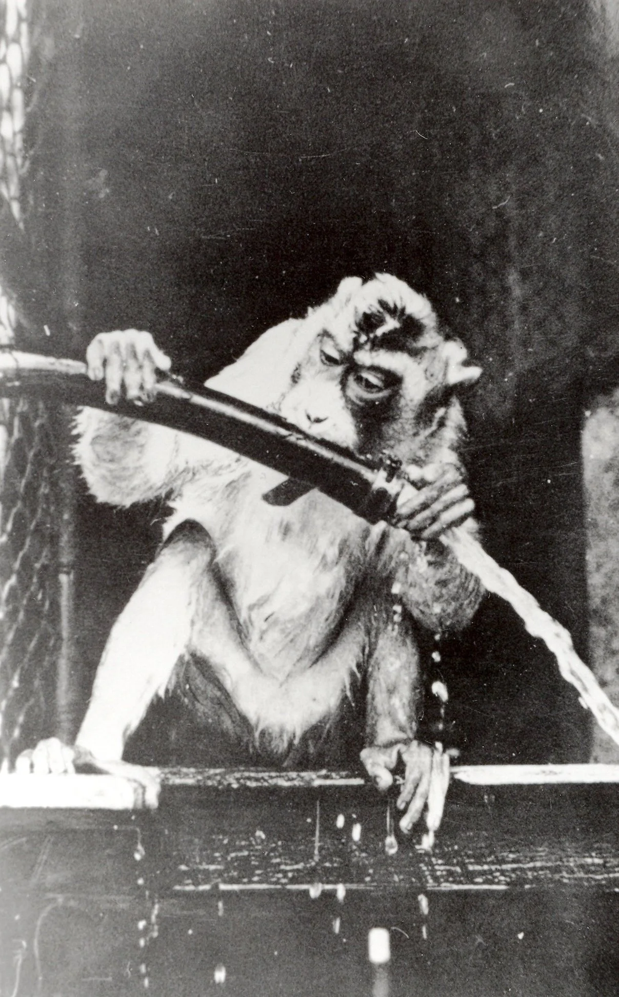 When Lake Macquarie Had Lions, Bears and Monkeys
