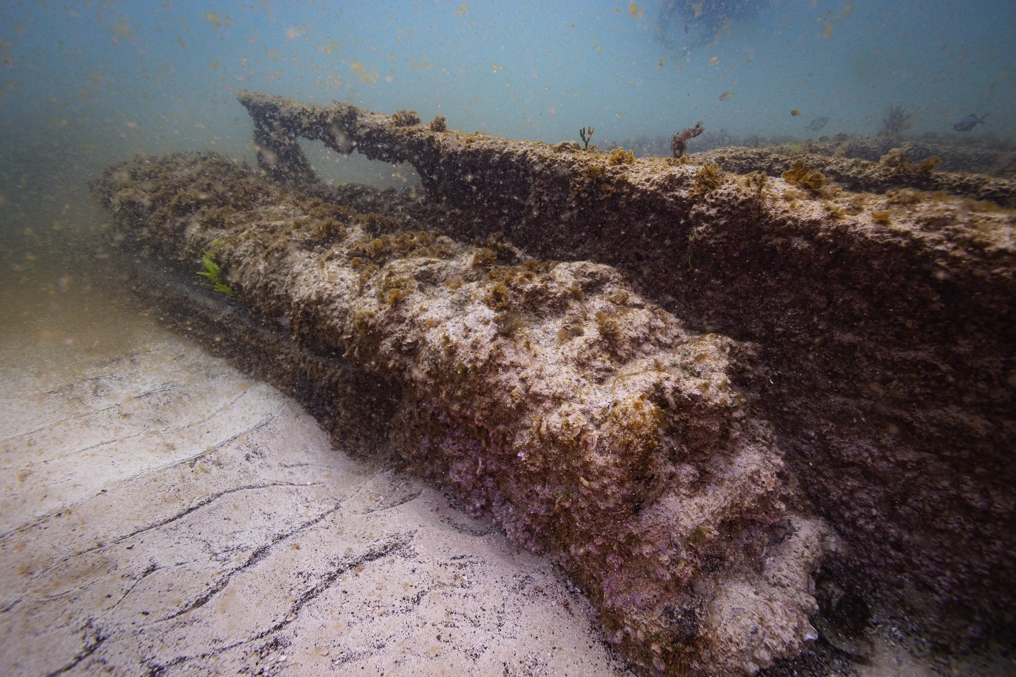 The WWII-era LVT-4 wreck beneath Fingal Bay