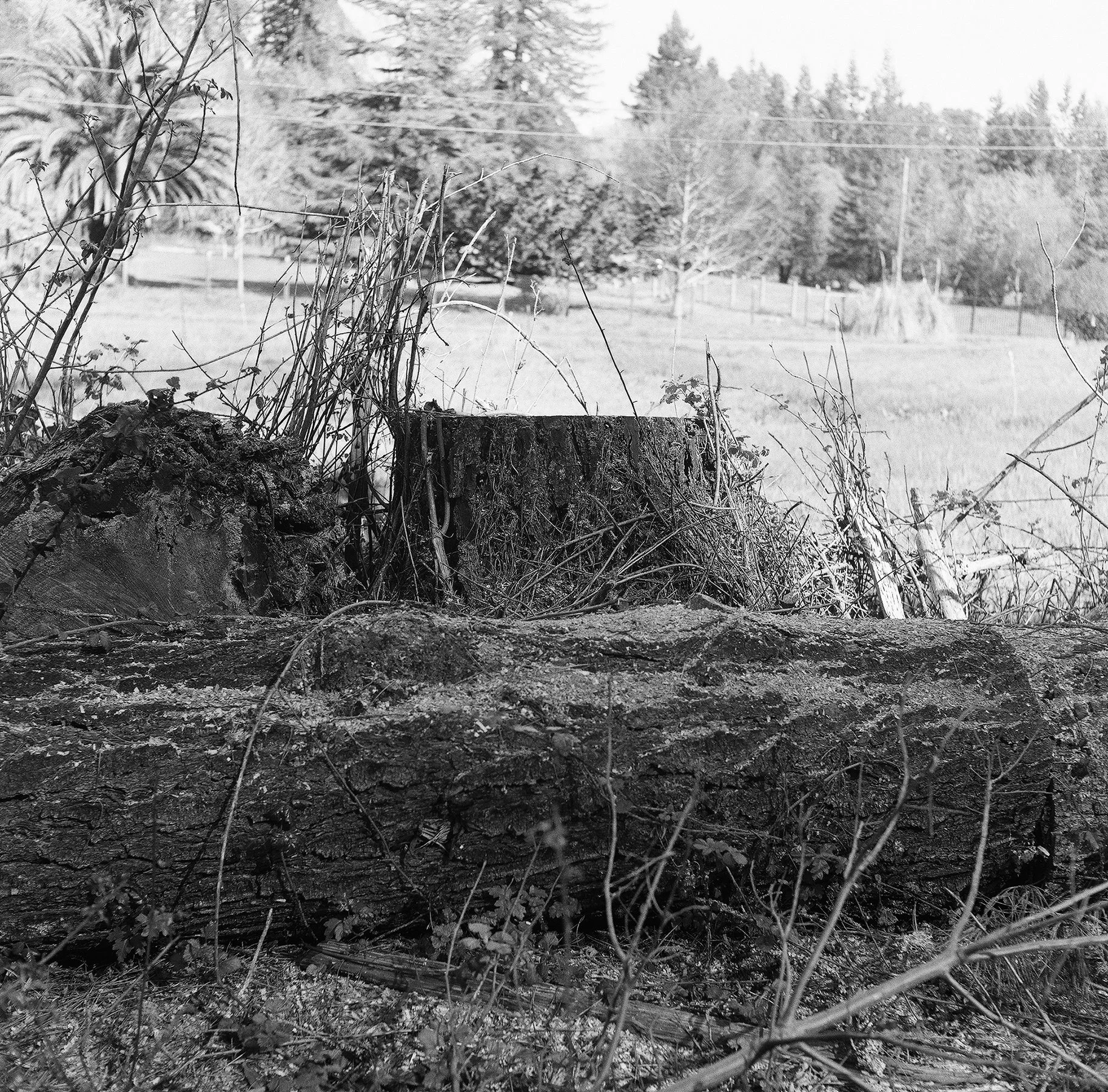 Tree Stump Sebastopol Burn and Dodged resize.jpg