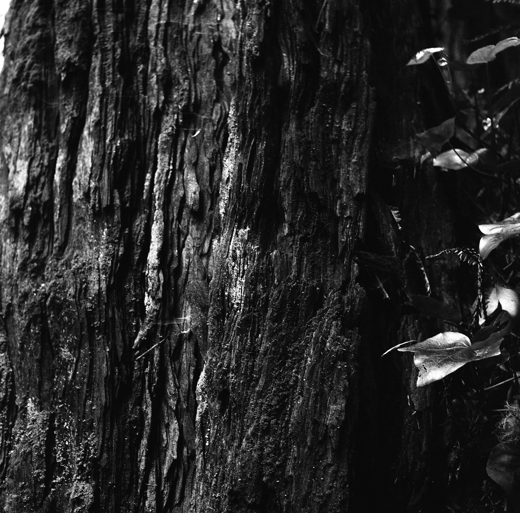 tree grooves resize.jpg