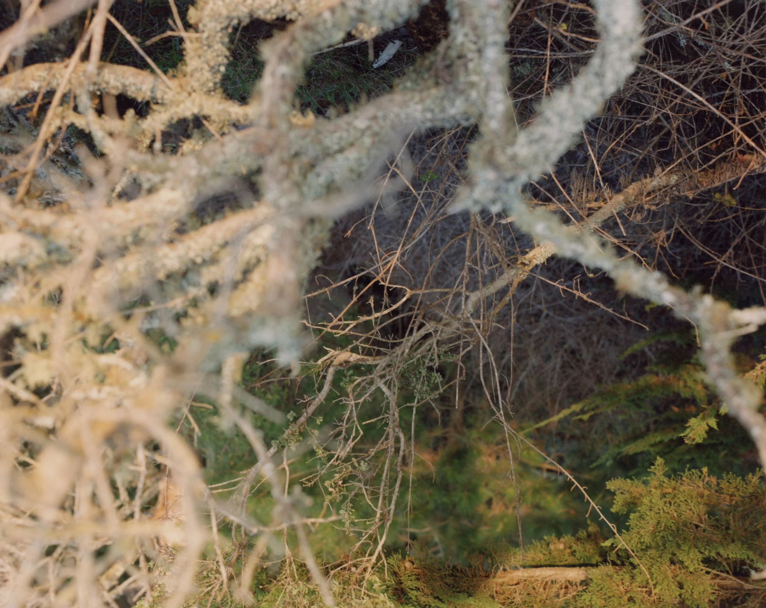 zoeloa final print scan 2 dusting.jpg