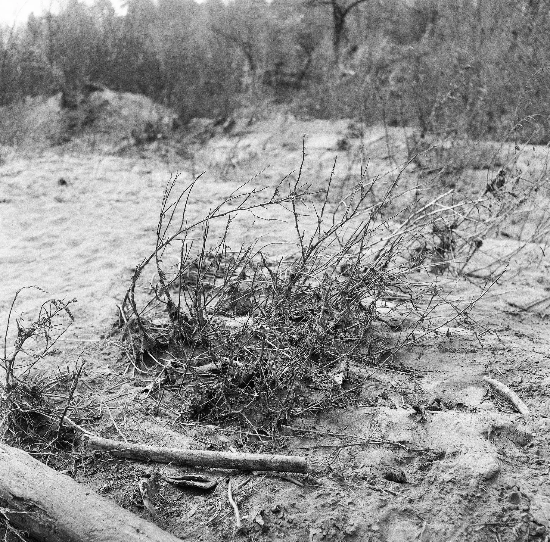 River branches resize.jpg