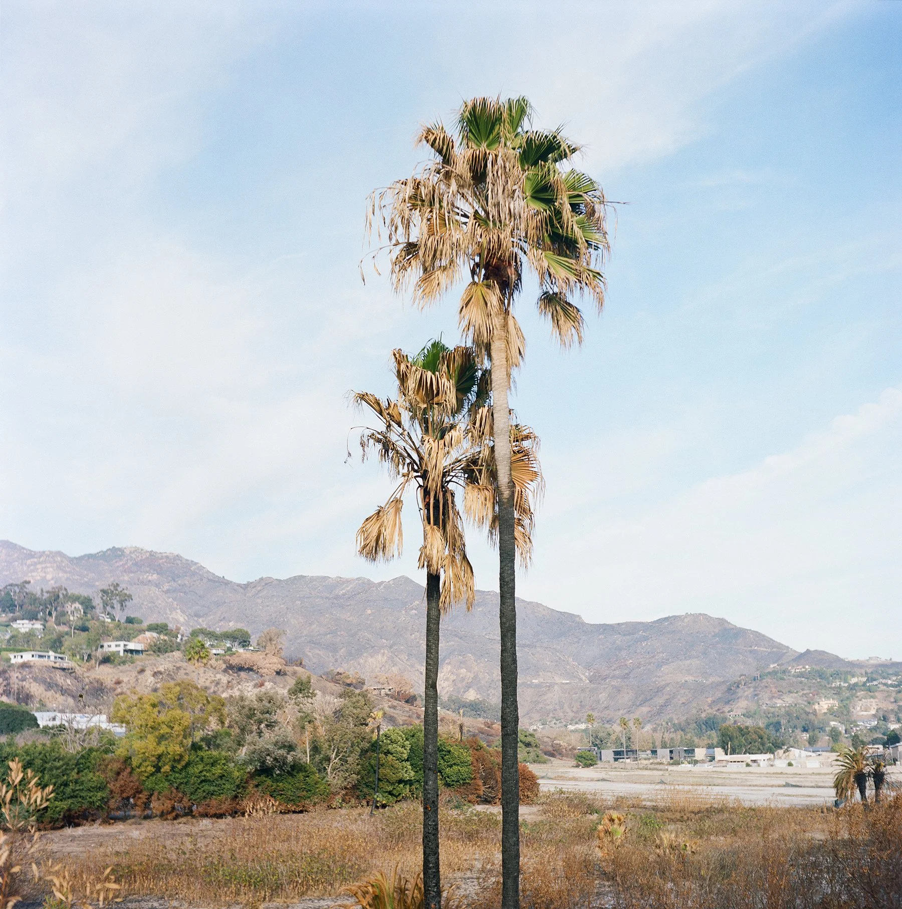 Burnt Palm.jpg