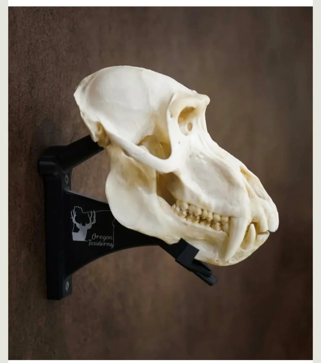 A model of a large animal skull, possibly a horse, mounted on a wall with a black bracket that has the Oregon Taxidermy logo.