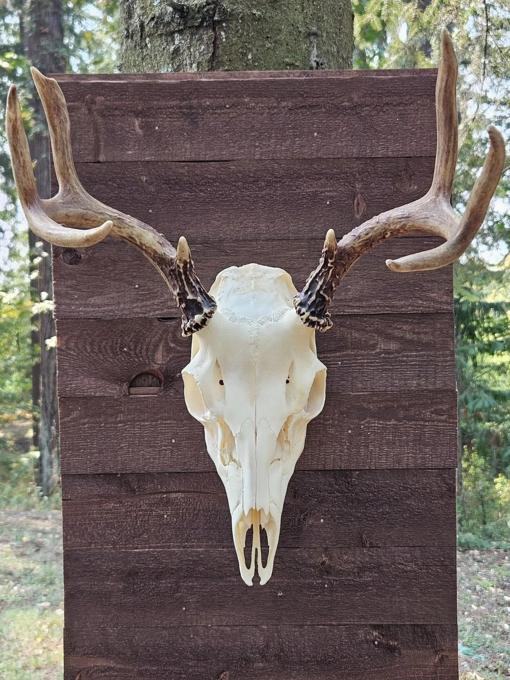 105 V2 — SkullCraft Collective