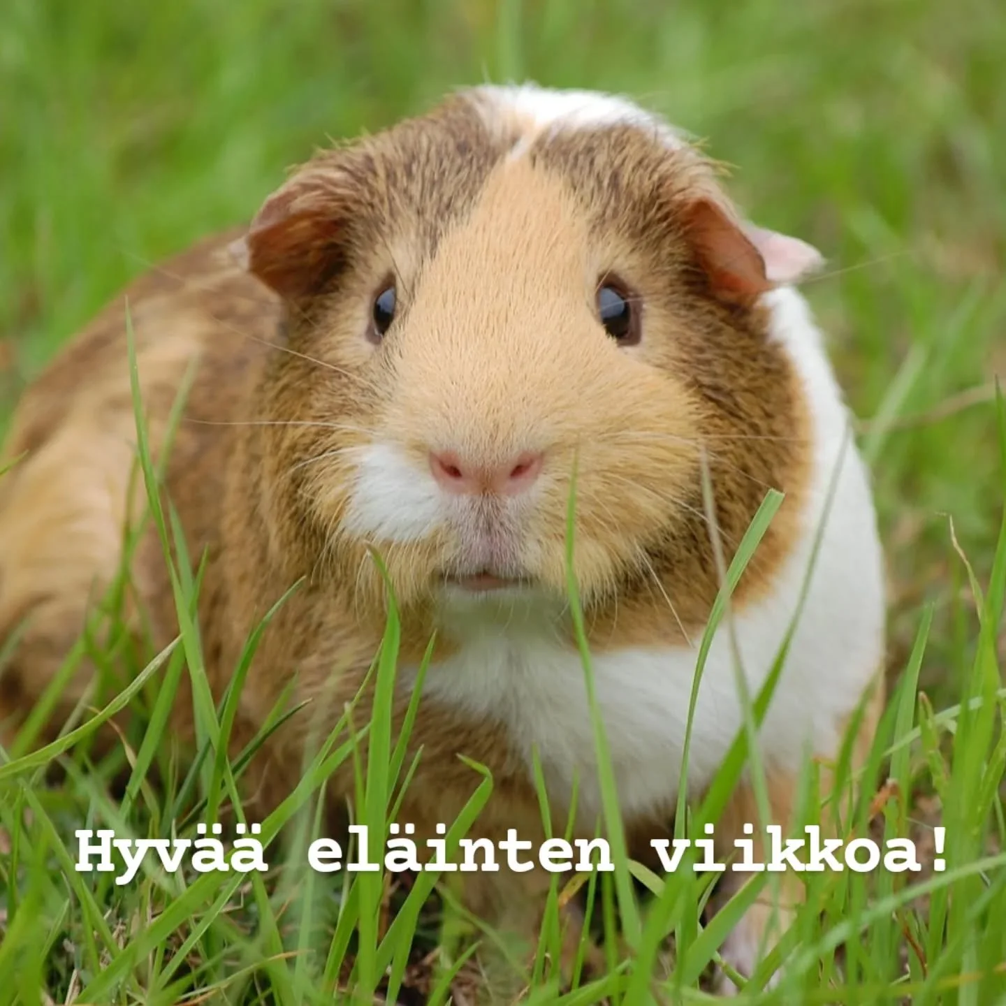 Hyvää eläinten viikkoa!🐹🐇🐭🧡